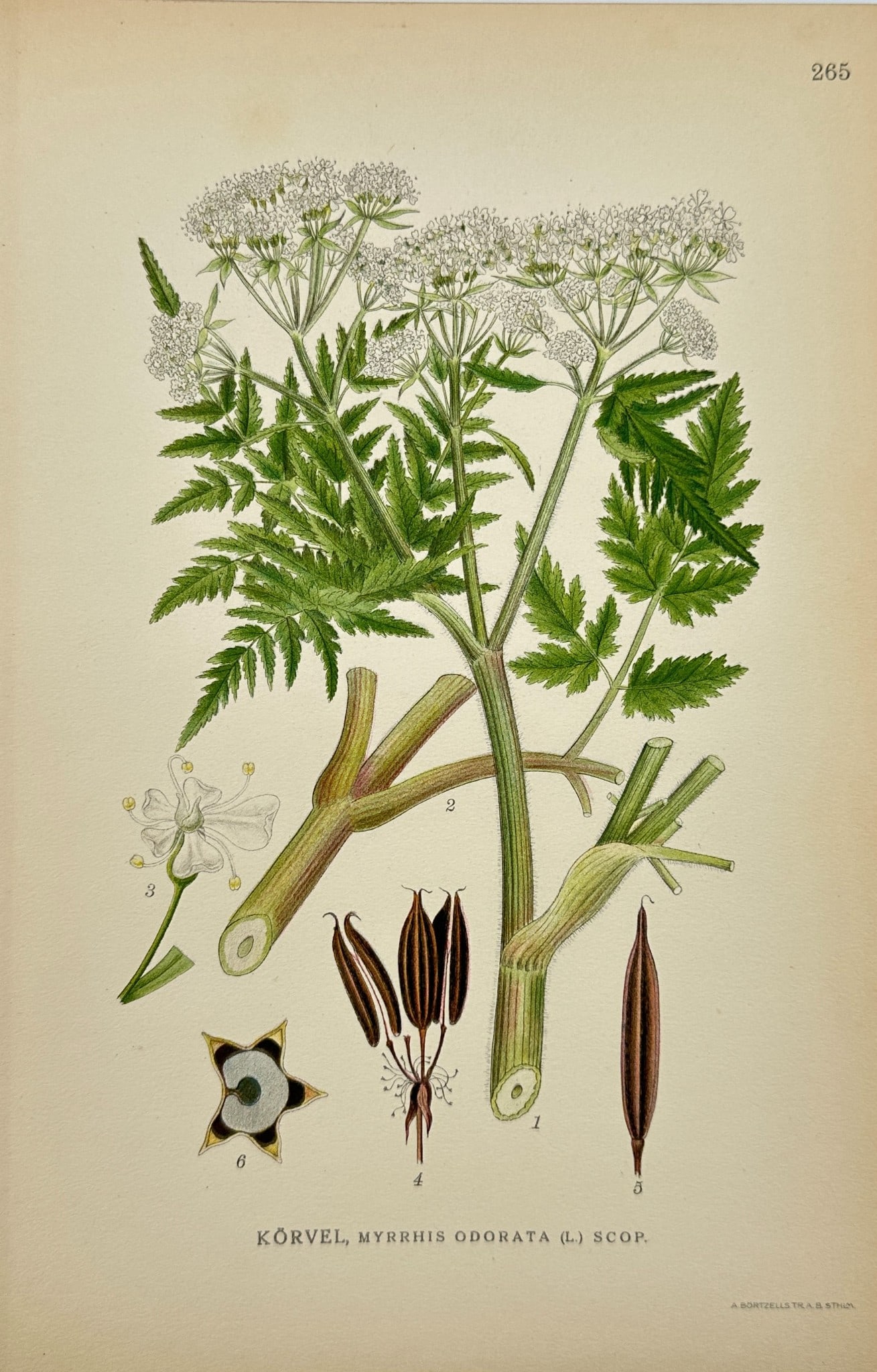 Carl Lindman - Antique Botanical Print - Myrrhis Odorata - Sweet Cicely: ”Kõrvel, Myrrhis Odorata (L.) Scop” — This lovely chromolithography is from Carl Lindman’s Bilder ur Nordens Flora. The work was published in Stockholm by Algernon Börtzells tryckeri