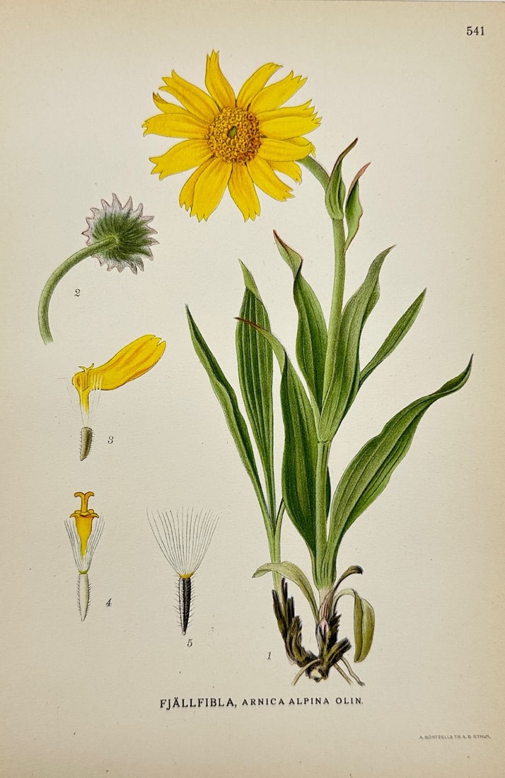 Carl Lindman - Antique Botanical Print - Alpine arnica - Arnica Alpina: "Arnica Alpina Olin." — This lovely chromolithography is from Carl Lindman’s Bilder ur Nordens Flora. The work was published in Stockholm by Algernon Börtzells tryckeri A.B, 1922. Carl Lindman (1