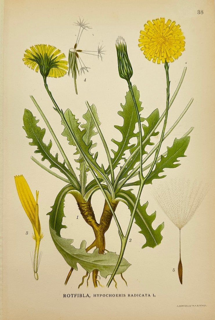 Carl Lindman - Antique Botanical Print - Cat's Ear - Hypochaeris Radicata: "Hypochaeris Radicata L." — This lovely chromolithography is from Carl Lindman’s Bilder ur Nordens Flora. The work was published in Stockholm by Algernon Börtzells tryckeri A.B, 1922. Carl Lindma