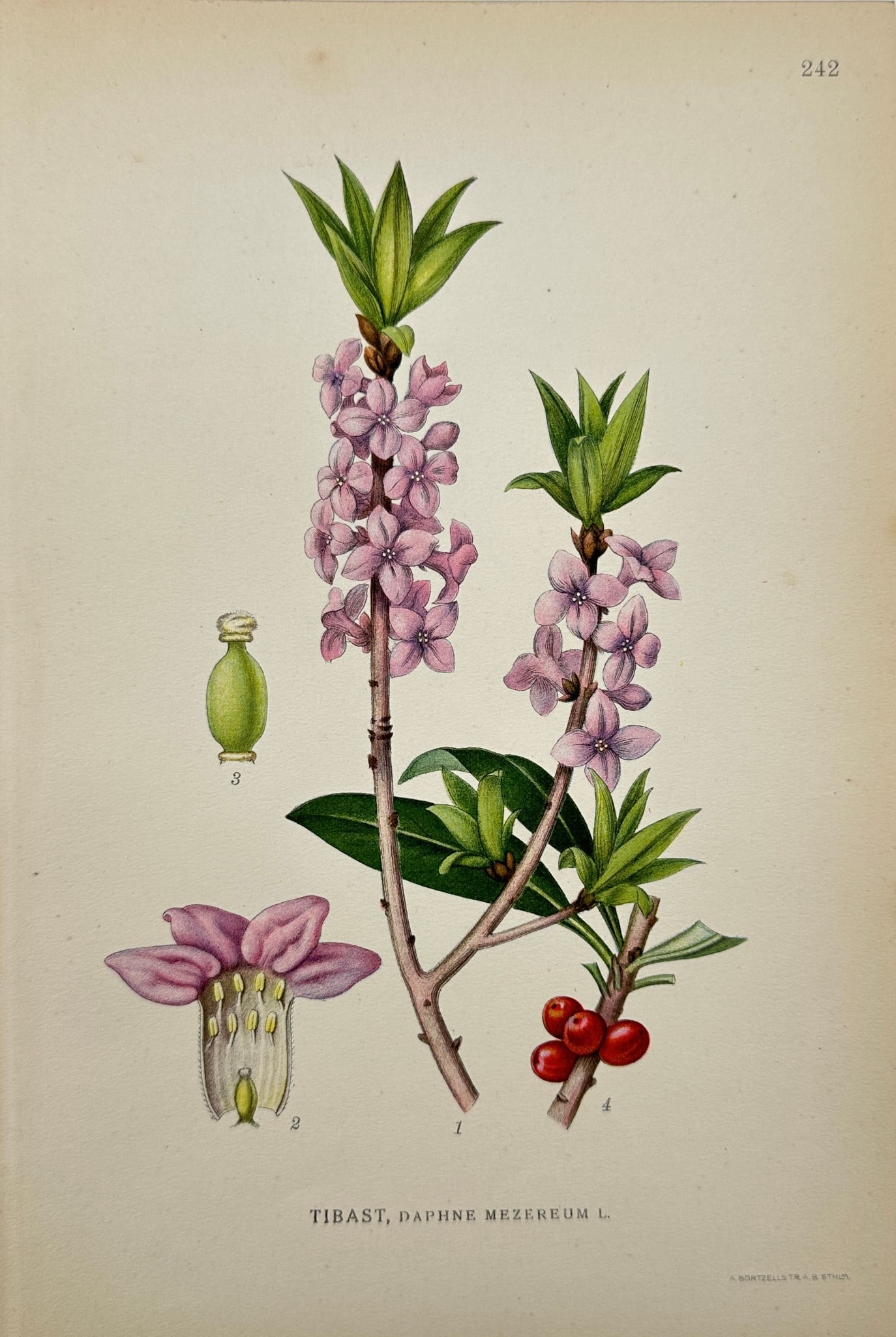 Carl Lindman - Antique Botanical Print - Daphne Mezereum - Mezereon (1 of 1)