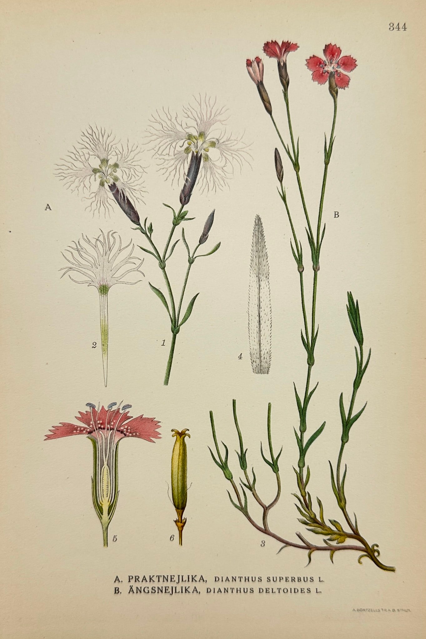 Carl Lindman - Antique Botanical Print - Fringed Pink - Maiden Pink: "A. Praktnejlika, Dianthus Superbus L, B. Ängsnejlika, Dianthus Deltoides L" — This lovely chromolithography is from Carl Lindman’s Bilder ur Nordens Flora. The work was published in Stockholm by