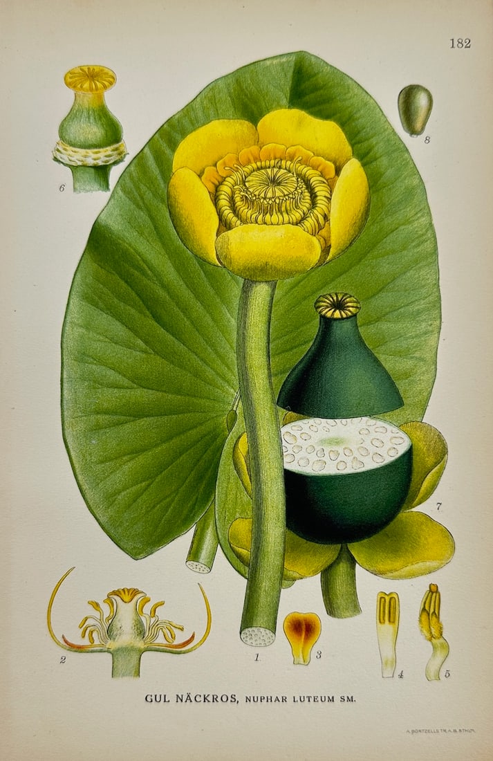 Carl Lindman - Antique Botanical Print - Yellow Water Lily - Nuphar Luteum (1 of 2)