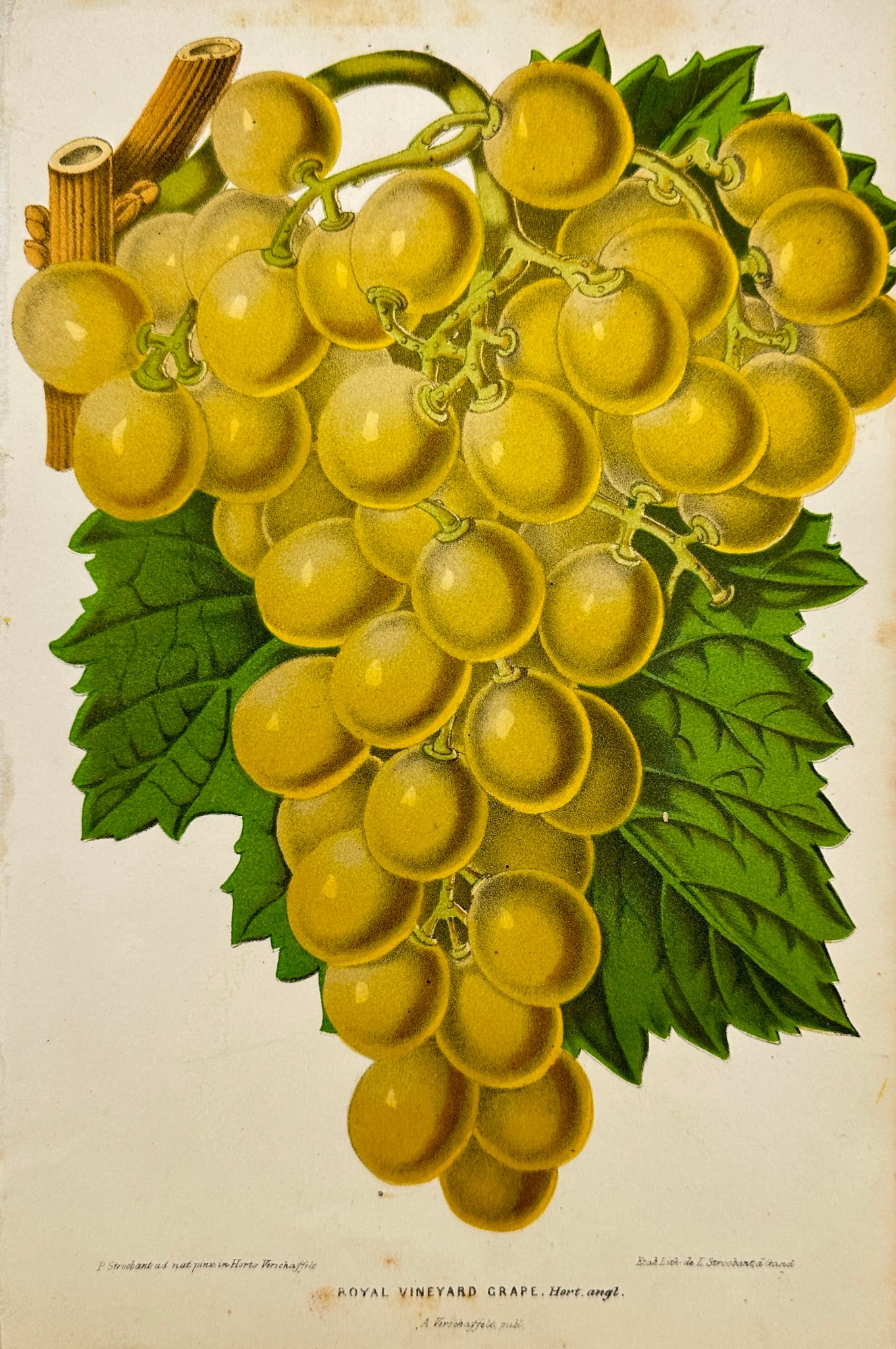 Charles Lemaire - Antique Print - English Table Grape Variety - Vineyard (1 of 2)