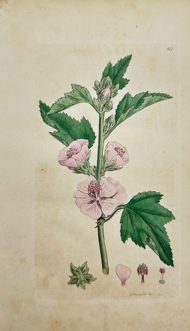 James Sowerby - Antique Botanical Print - Althaea Officinalis - Marsh Mallow: «Althaea Officinalis» — This original hand-coloured engraving is from James Sowerby's English Botany or, Coloured Figures of British Plants, with their Essential Characters, Synonyms and Places of