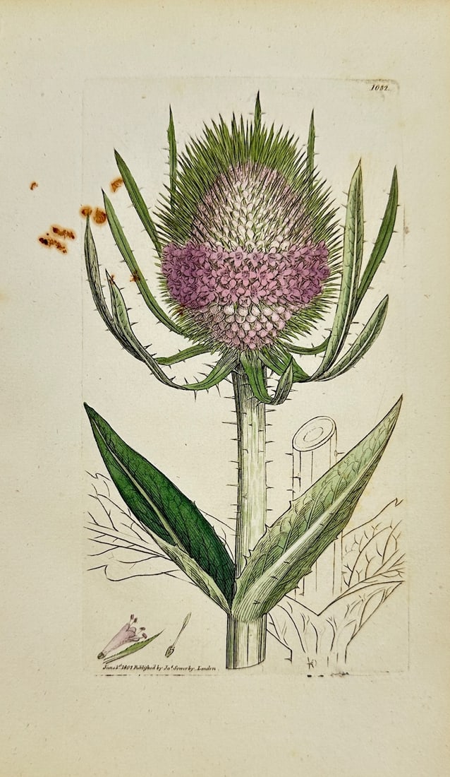 James Sowerby - Antique Botanical Print - Dipsacus Fylveftris - Wild Teafel: «Dipsacus Fylveftris» — This original hand-coloured engraving is from James Sowerby's English Botany or, Coloured Figures of British Plants, with their Essential Characters, Synonyms and Places of