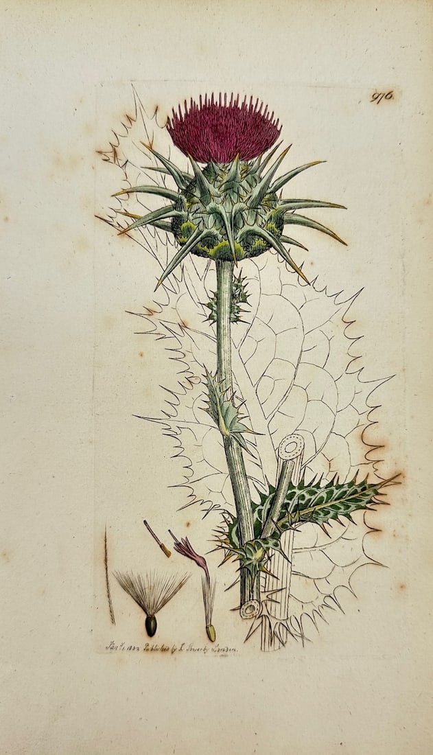 James Sowerby - Antique Botanical Print - Carduus Marianus - Milk Thistle: «Carduus Marianus» — This original hand-coloured engraving is from James Sowerby's English Botany or, Coloured Figures of British Plants, with their Essential Characters, Synonyms and Places of Gr
