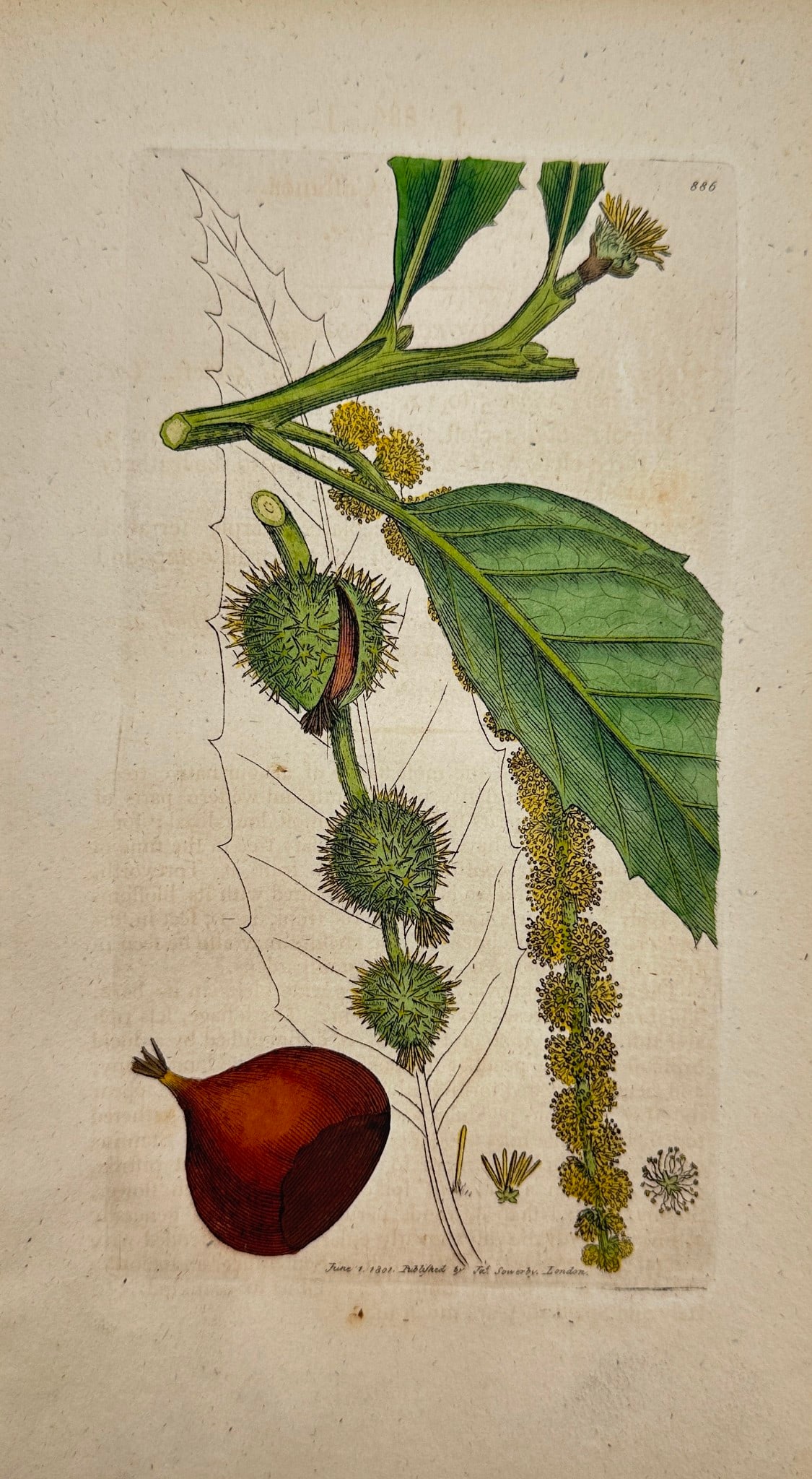 James Sowerby - Antique Botanical Print - Fagus Castanea - Chefnut-tree: «Fagus Castanea» — This original hand-coloured engraving is from James Sowerby's English Botany or, Coloured Figures of British Plants, with their Essential Characters, Synonyms and Places of Grow
