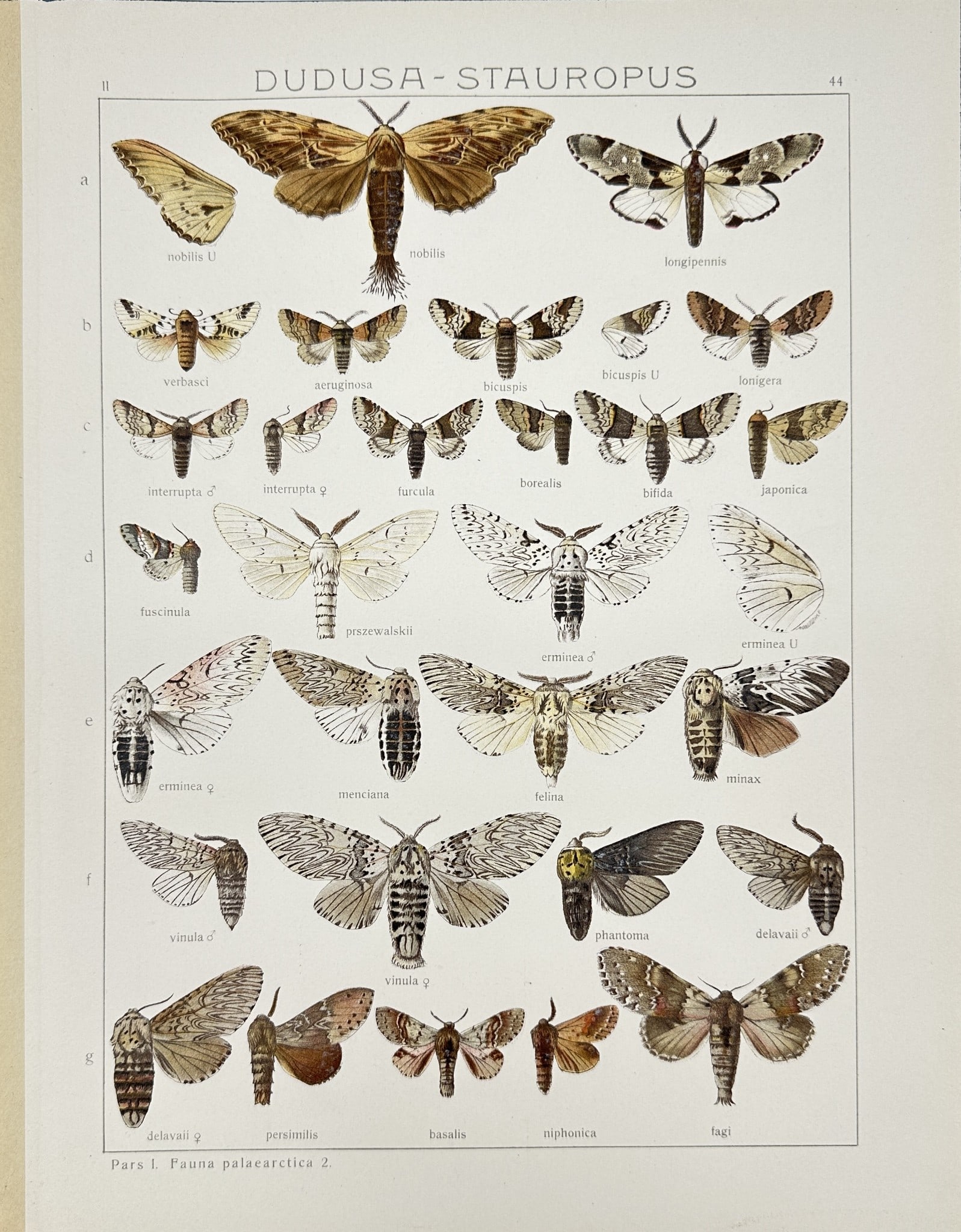 19th Century Insect print - Lepidoptera - Dudusa stauropus - Notodontidae: «Die Gross-Schmetterlinge der Erde» — This vibrant chromolithography is from Adalbert Seitz’s Die Gross-Schmetterlinge der Erde. The work was published in Stuttgart by Fritz Lehmann's Verlag, 19