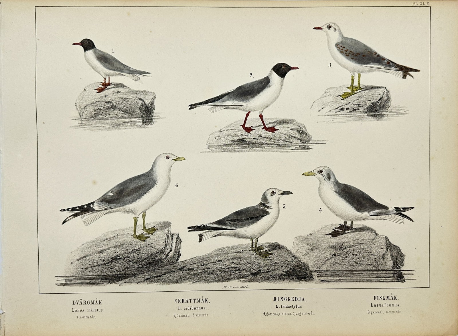 Antique Bird Print - The Lesser Black-backed Gull - Common Gull (1 of 1)