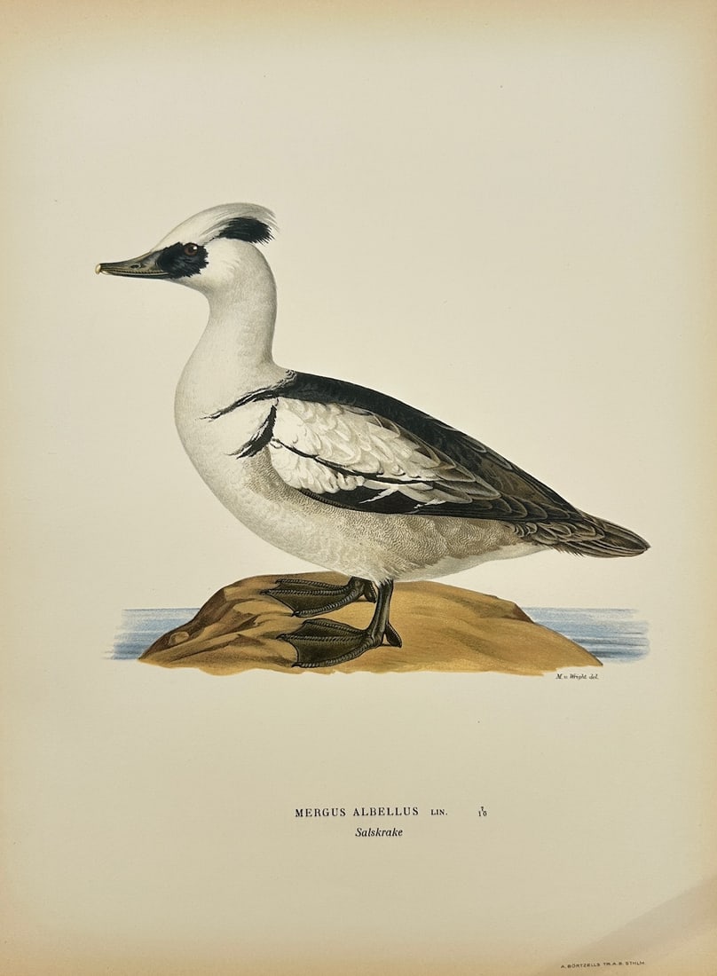 Magnus von Wright - Antique Bird Print - Mergus Albellus - Smew (1 of 2)