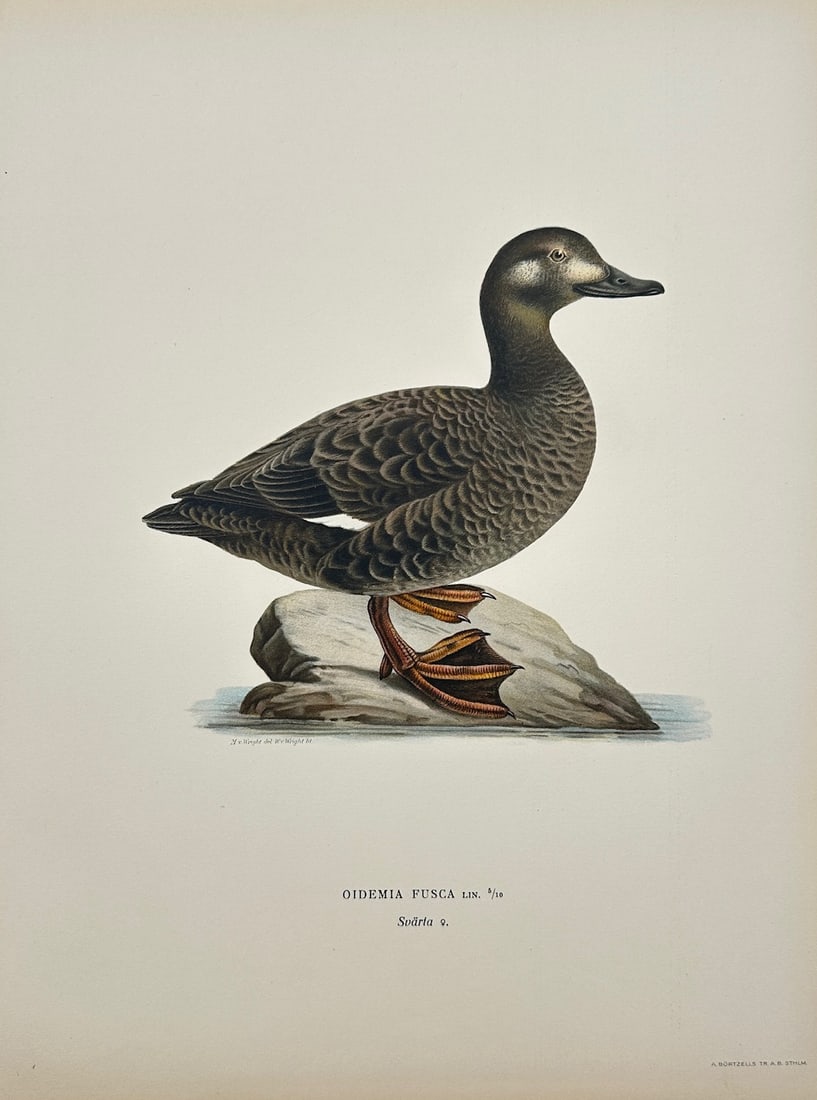 Magnus von Wright - Antique Bird Print - Oidemia Fusca - Velvet Scoter (1 of 2)