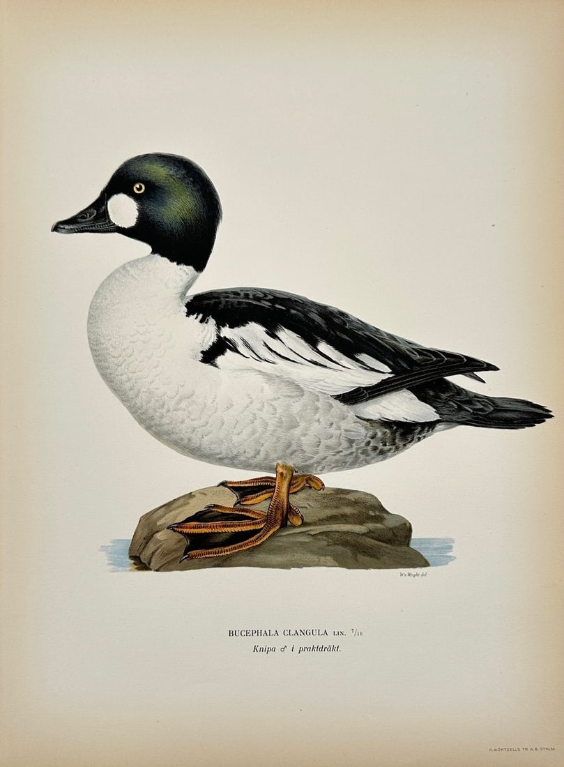 Magnus von Wright - Antique Bird Print - Bucephala Clangula - Common goldeneye (1 of 2)