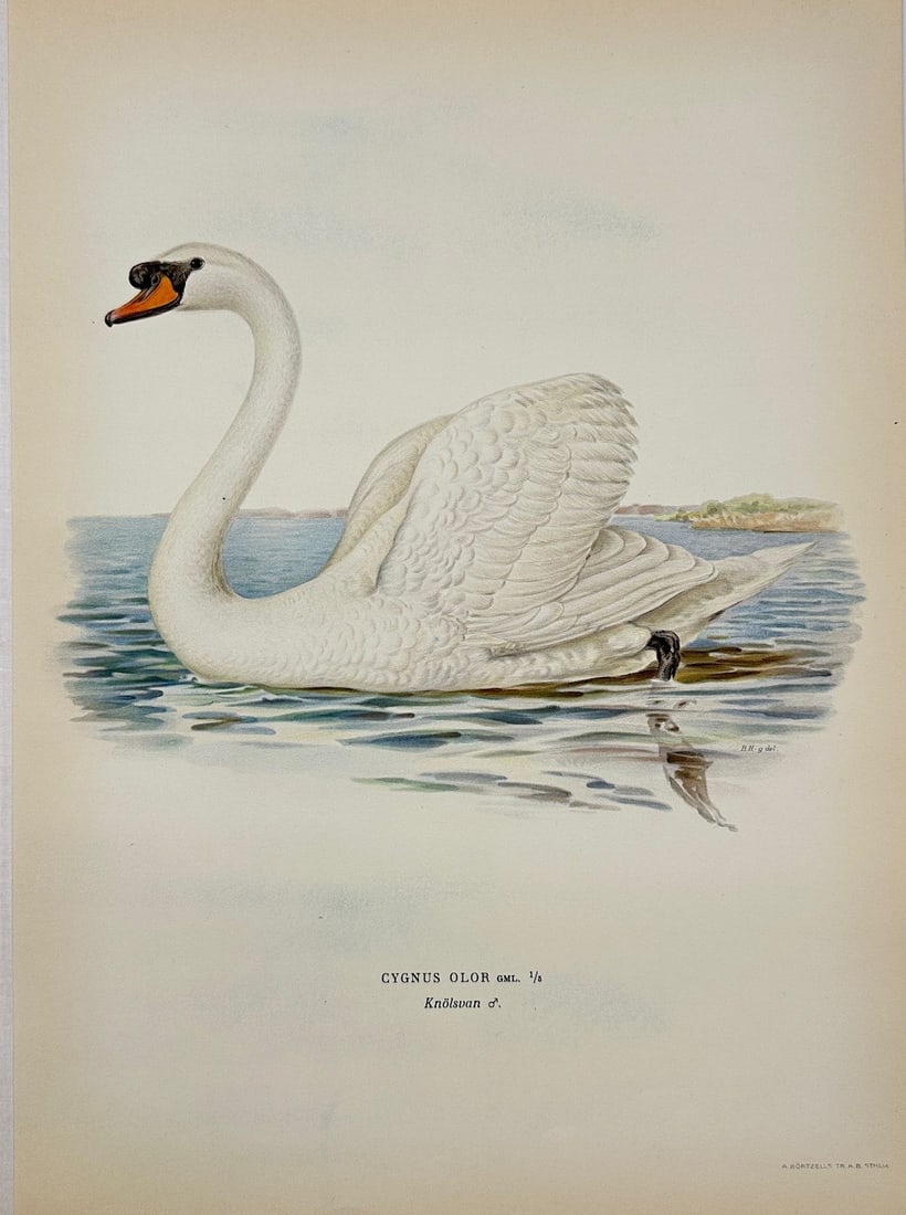 Magnus von Wright - Antique Bird Print - Cygnus Olor - Mute swan (1 of 2)