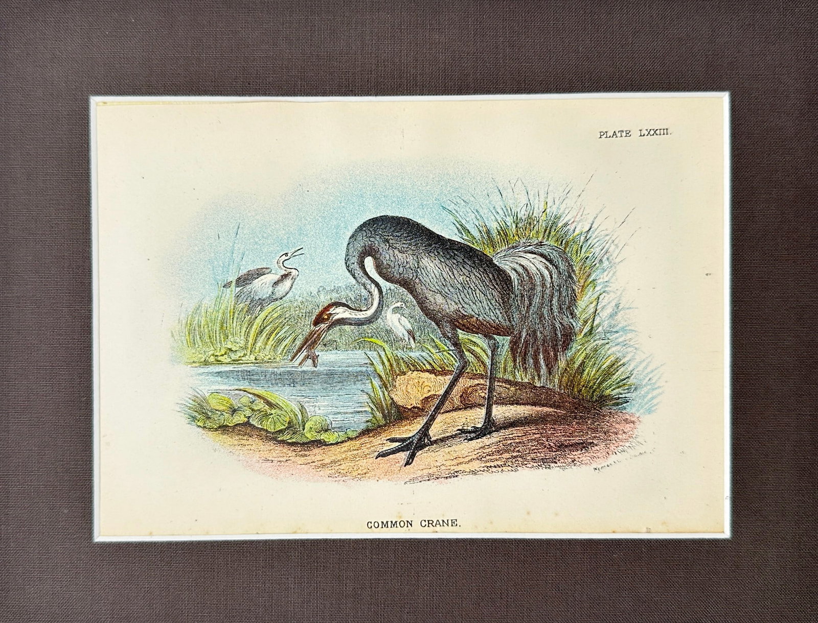 Bowdler - Antique Bird Print - Common Crane - Grus Grus - London: "Common Crane" This is a beautiful antique lithograph from Richard Bowdler Sharpe’s Catalogue of the Birds in the British Museum. The work was published in London, 1897. Richard Bowdler Sharpe (1847