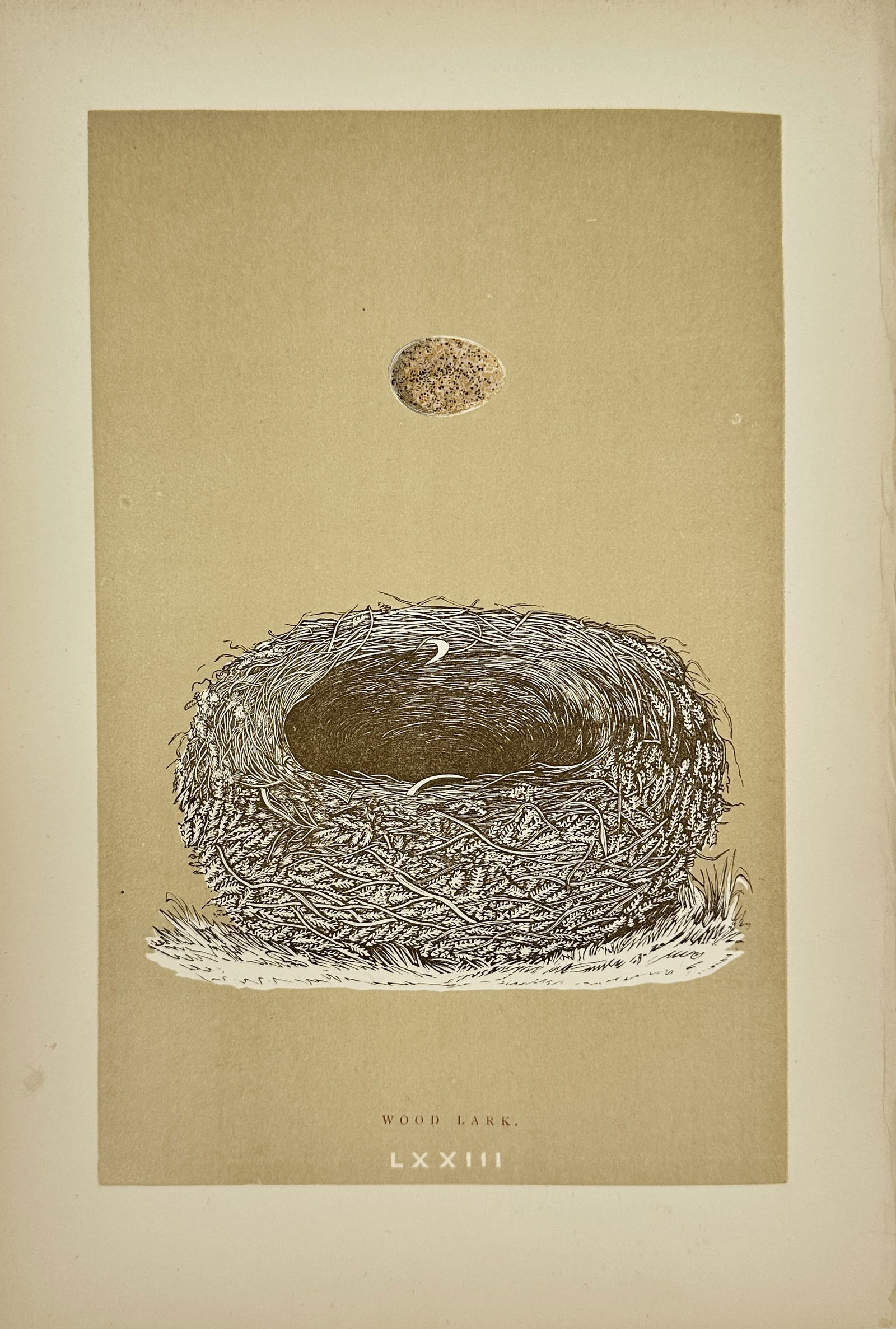 Francis Orpen Morris - Wood Lark – 1892 (1 of 3)