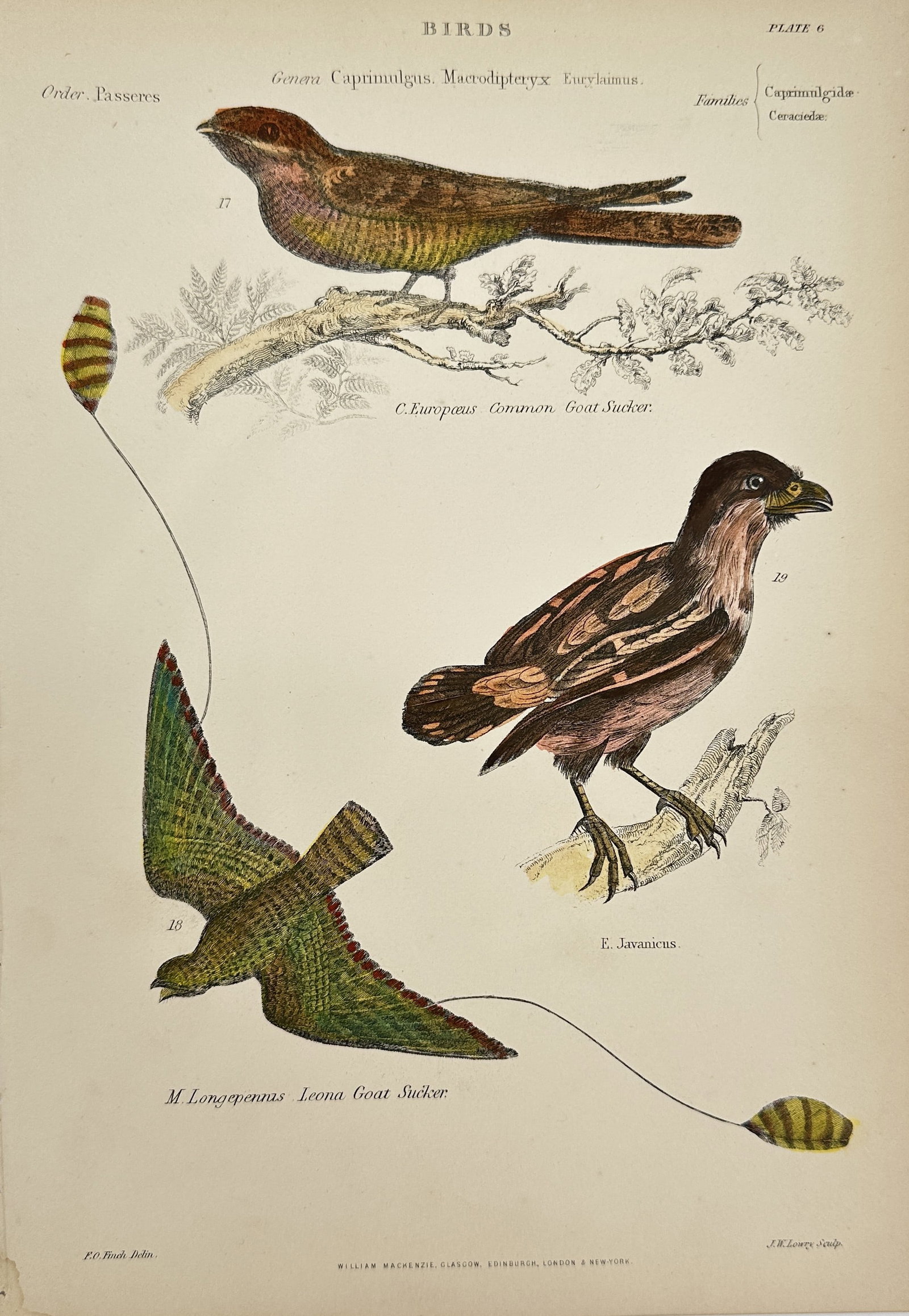 William Mackenzie (1794–1868) - Hand-coloured Woodcut - Caprimulgus europaeus – Common Goat: This original hand-coloured woodcut engraving by William Mackenzie titled “The Museum of Natural History. The Animal Kingdom: Quadrupeds, Birds, Reptiles, Fishes, Shells, and Insects” was publ