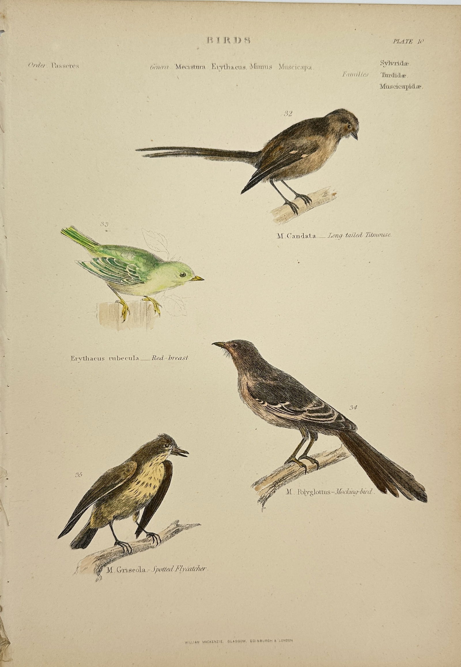 William Mackenzie (1794–1868) - Hand-coloured Woodcut - M. Candata – Long tailed Titmouse, (1 of 3)