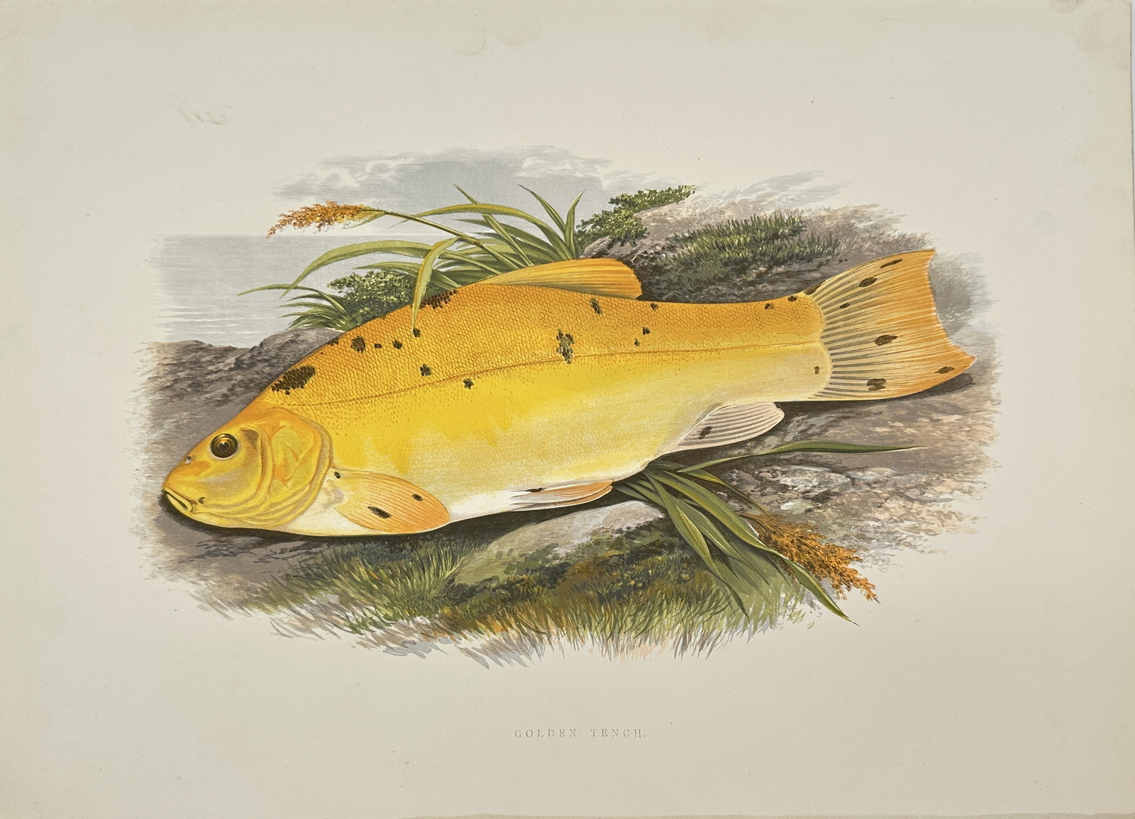 Robert Benard (1731-1794) - Hand-coloured Fish Print - Golden Tench (1 of 3)