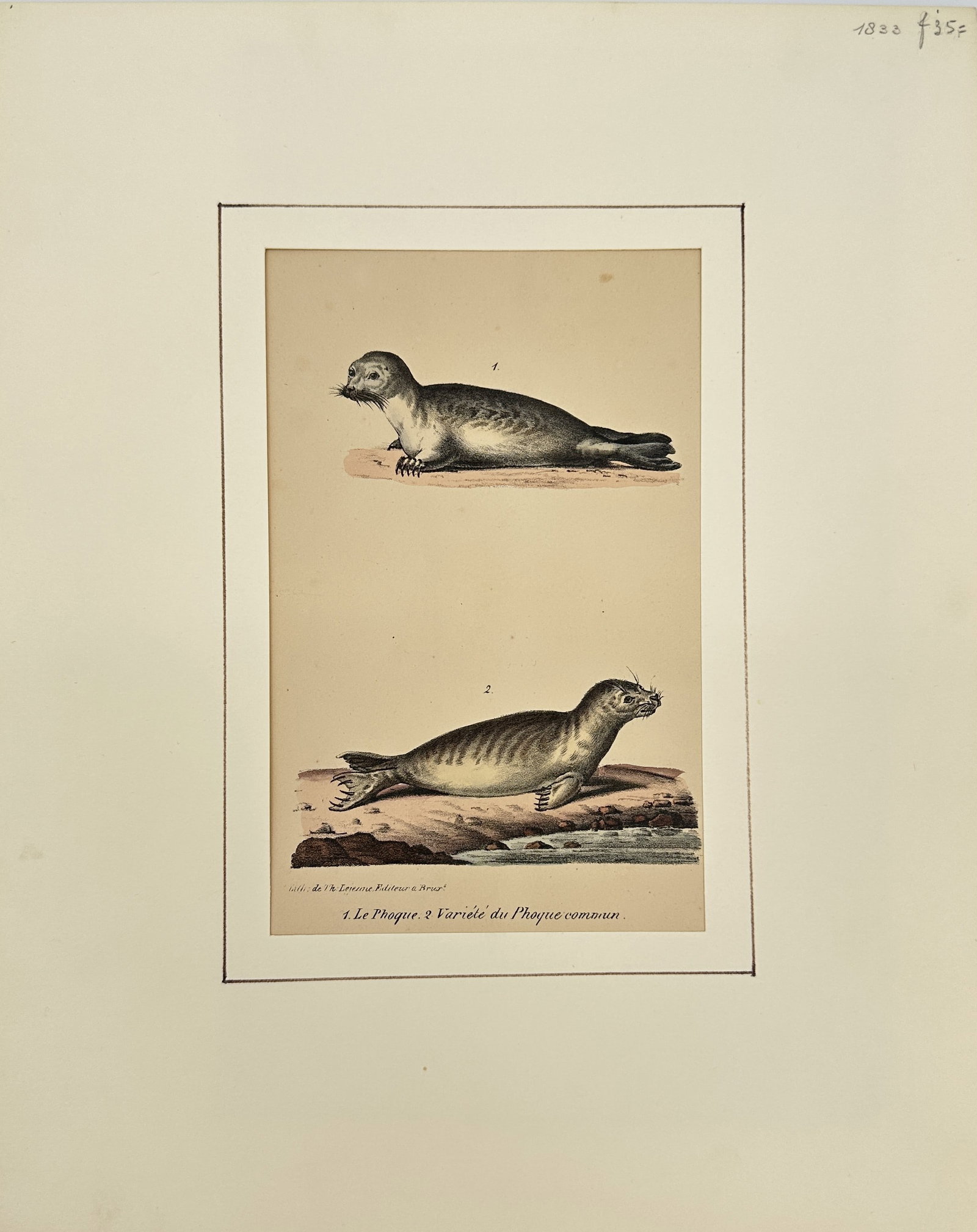 Antique Print - 1. Le Phoque - 2. Variété du Phoque commun - Seal Print - 1830s: This original hand-coloured engraving titled “Le Phoque. Variété du Phoque commun” was published in France in 1830 as part of a natural history collection. The artwork features two detailed