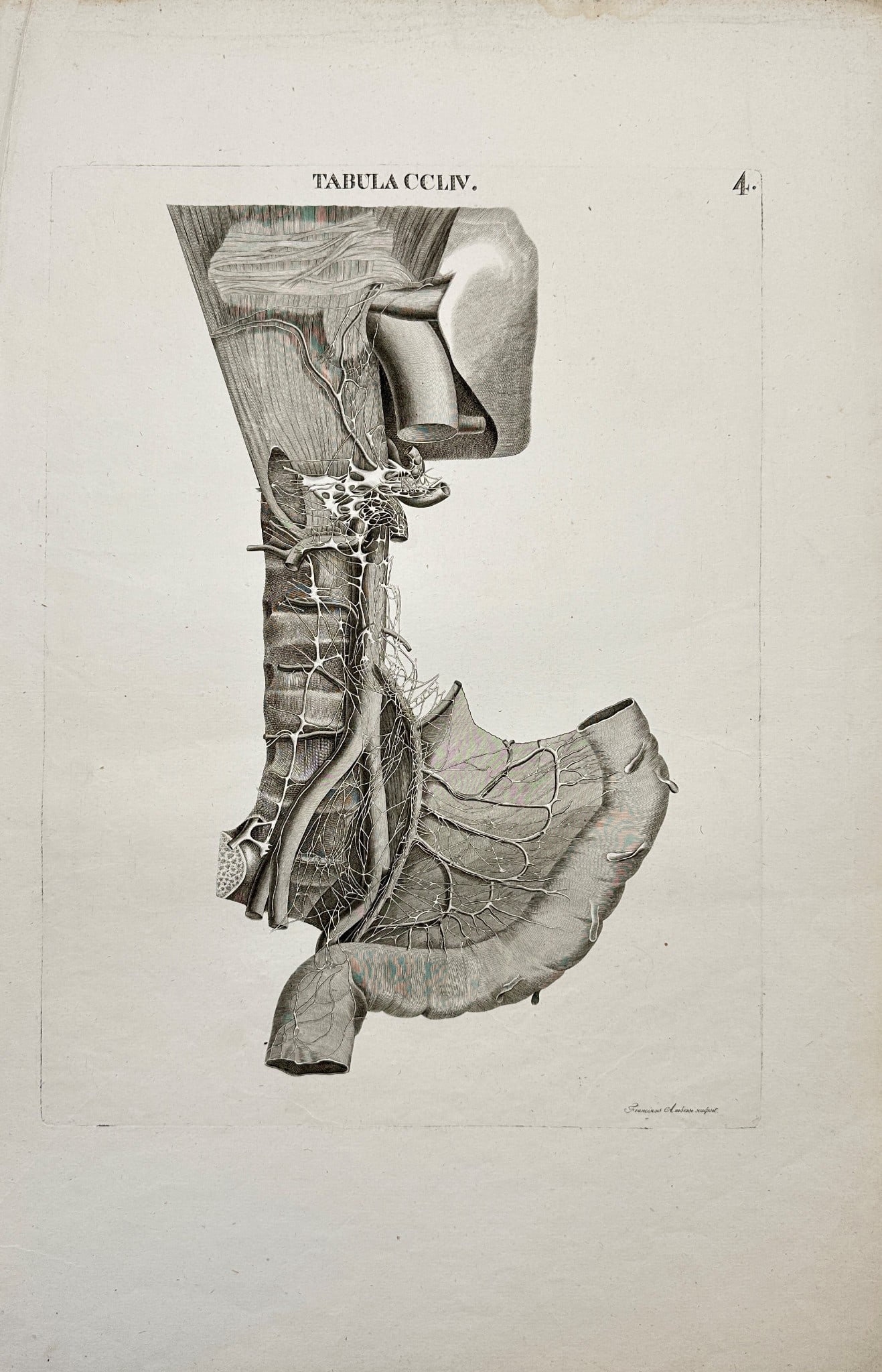 Antonio Caldani - Anatomy Antique Print - Aorta Addominale Con Vasi Collaterali: TABULA COLIV – This superb anatomical engraving is from Leopoldo Marco Antonio Caldani’s Icones Anatomicae; Iconum Anatomicarum Explicatio, published in Venice between 1801 and 1814. This monument