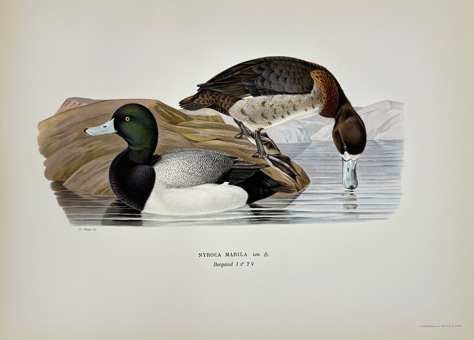 Magnus von Wright - Antique Bird Print - Nyroca marila - Greater Scaup: Svenska Foglar – Magnus von Wright – 1920 This decorative chromolithography is from Magnus von Wright’s Svenska Foglar Efter Naturen Och Pa Stenritade. The work was published in Stockholm by Alg