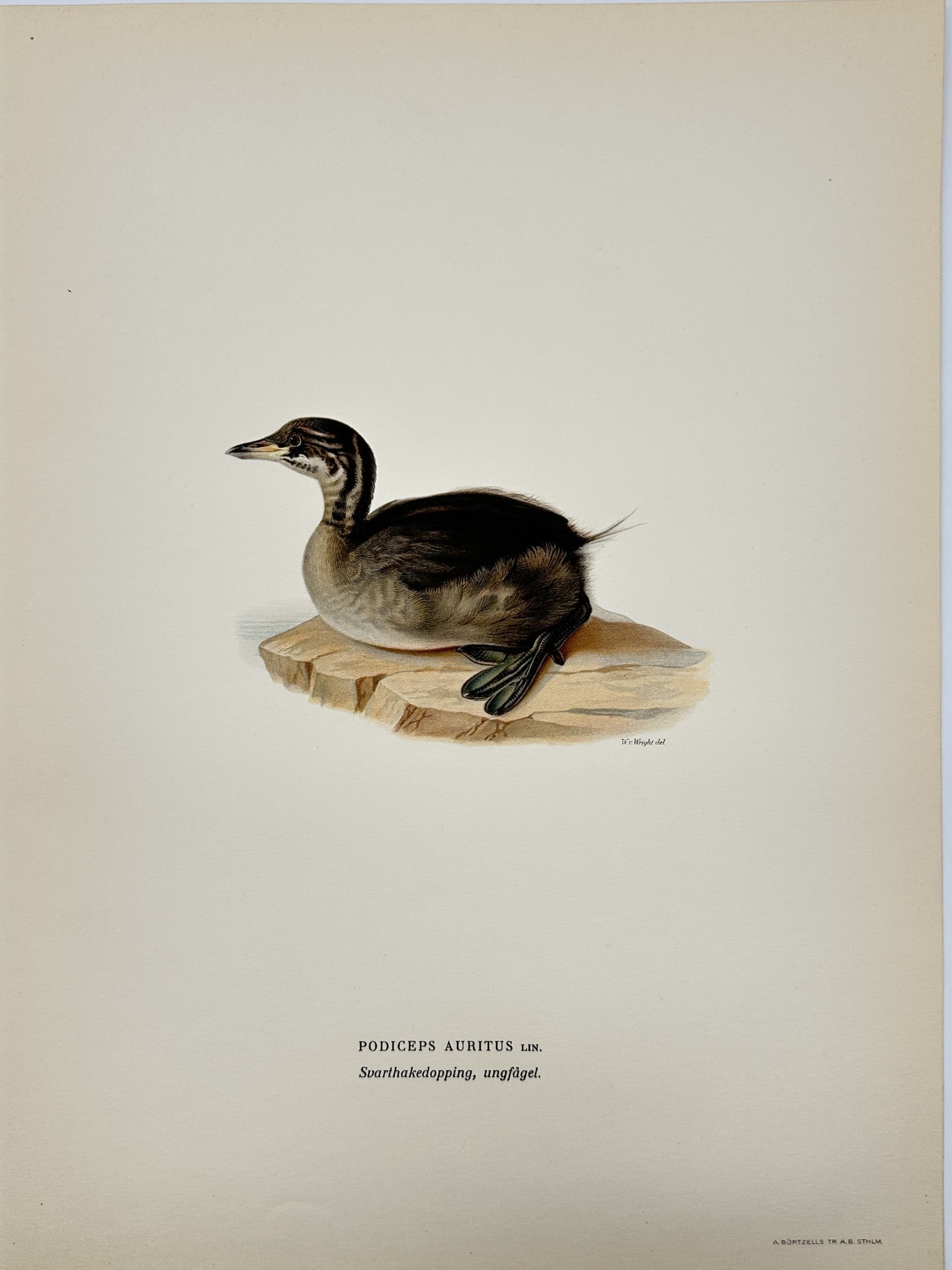 Magnus von Wright - Antique Bird Print - Podiceps auritus - Horned Grebe: Svenska Foglar – Magnus von Wright – 1920 This decorative chromolithography is from Magnus von Wright’s Svenska Foglar Efter Naturen Och Pa Stenritade. The work was published in Stockholm by Alg