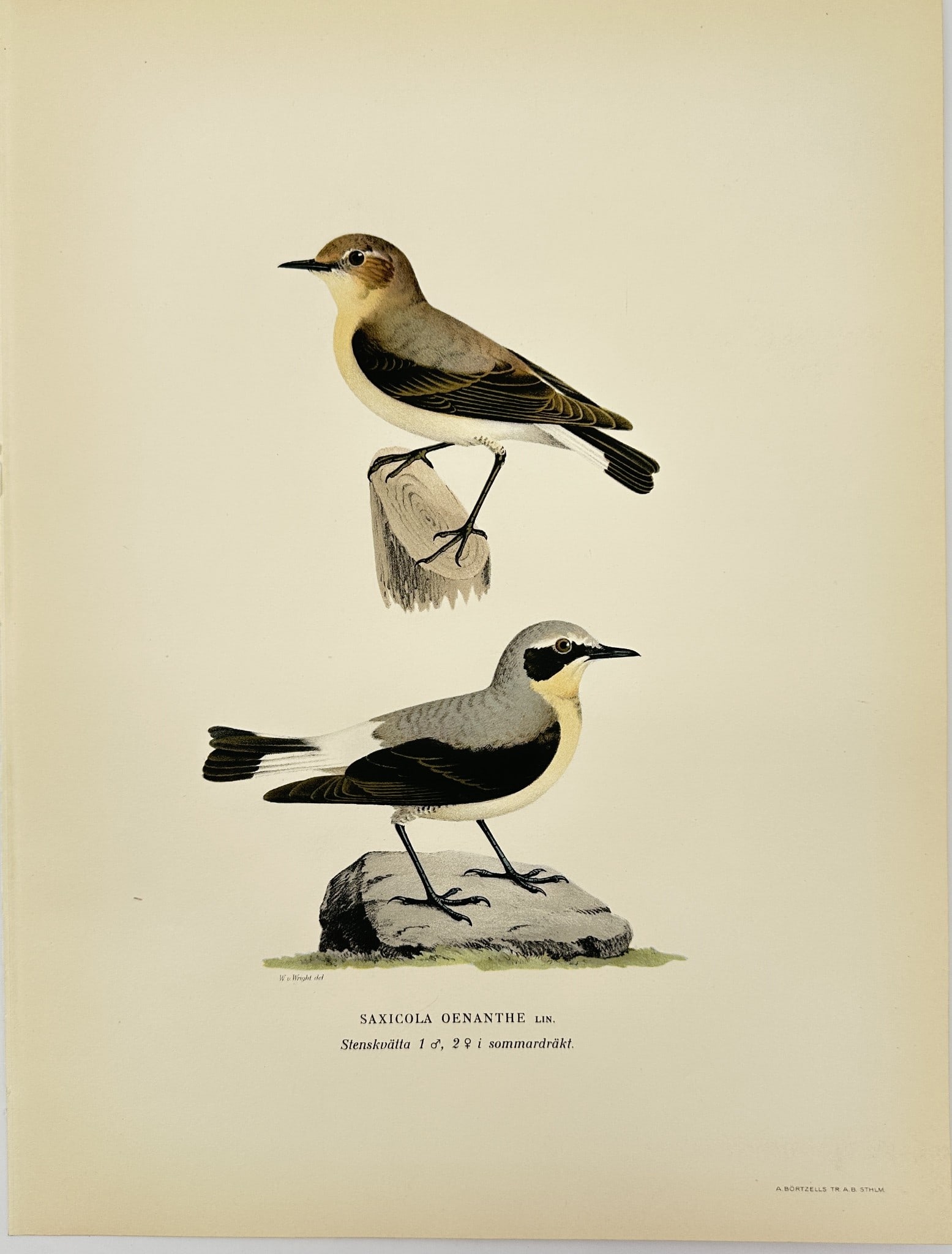Magnus von Wright - Antique Bird Print - Saxicola oenanthe - Northern Wheatear: Svenska Foglar – Magnus von Wright – 1920 This decorative chromolithography is from Magnus von Wright’s Svenska Foglar Efter Naturen Och Pa Stenritade, published in Stockholm by Algernon Börtze