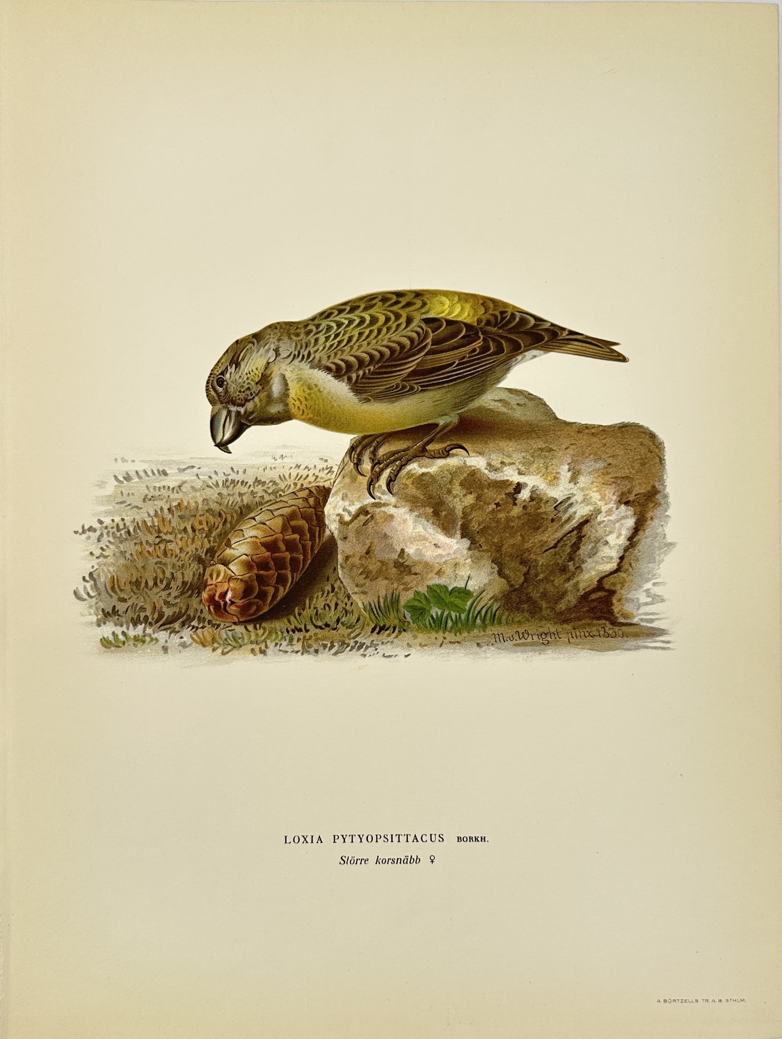 Magnus von Wright - Antique Bird Print - Loxia pytyopsittacus - Parrot Crossbill: Svenska Foglar – Magnus von Wright – 1920 – This decorative chromolithography is from Magnus von Wright’s Svenska Foglar Efter Naturen Och Pa Stenritade, published in Stockholm by Algernon Bö