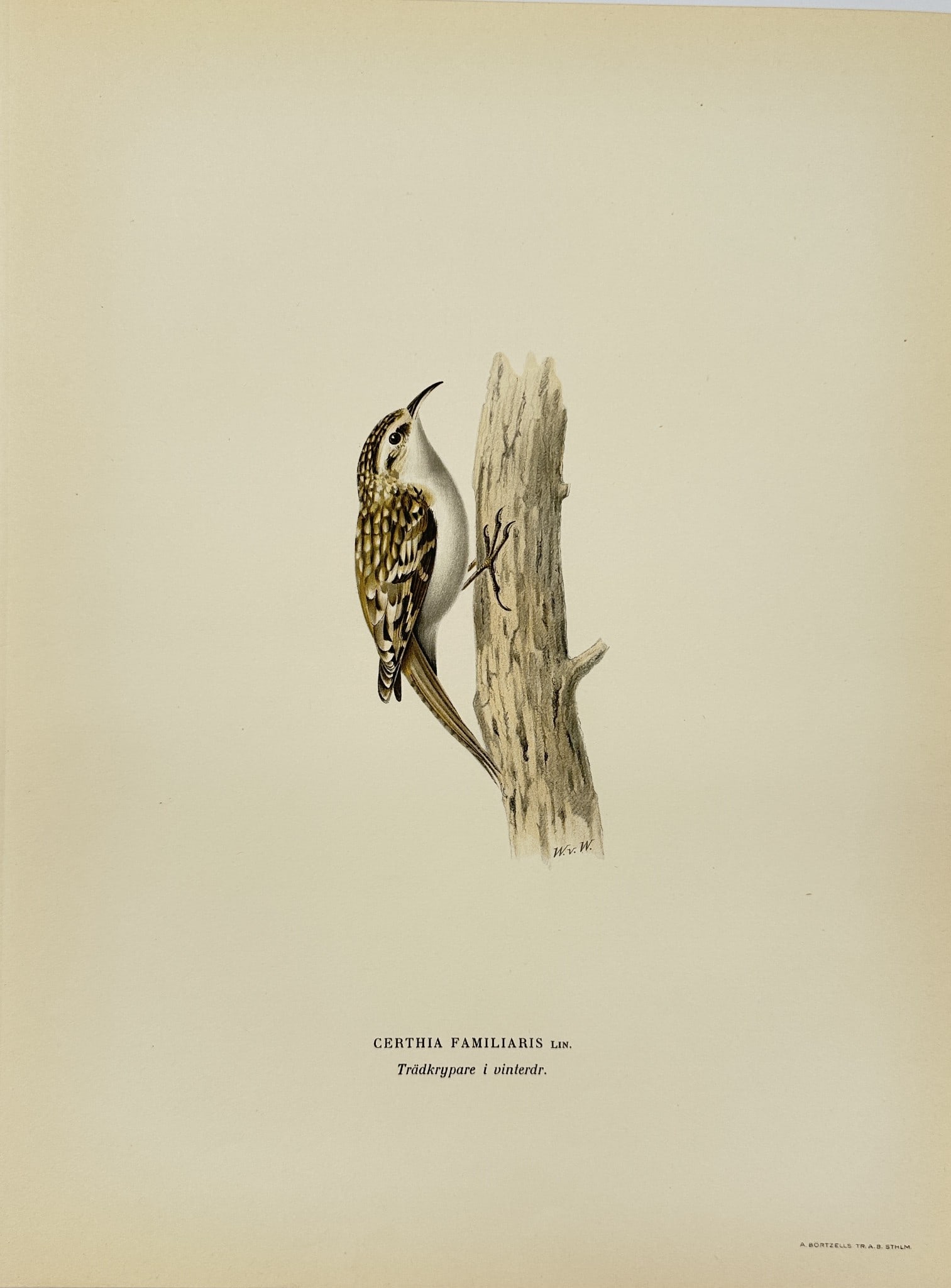 Magnus von Wright - Antique Bird Print - Certhia familiaris - Eurasian Treecreeper: This decorative chromolithography is from Magnus von Wright’s ”Svenska Foglar Efter Naturen Och Pa Stenritade”. The work was published in Stockholm by Algernon Börtzells tryckeri A.B, 1