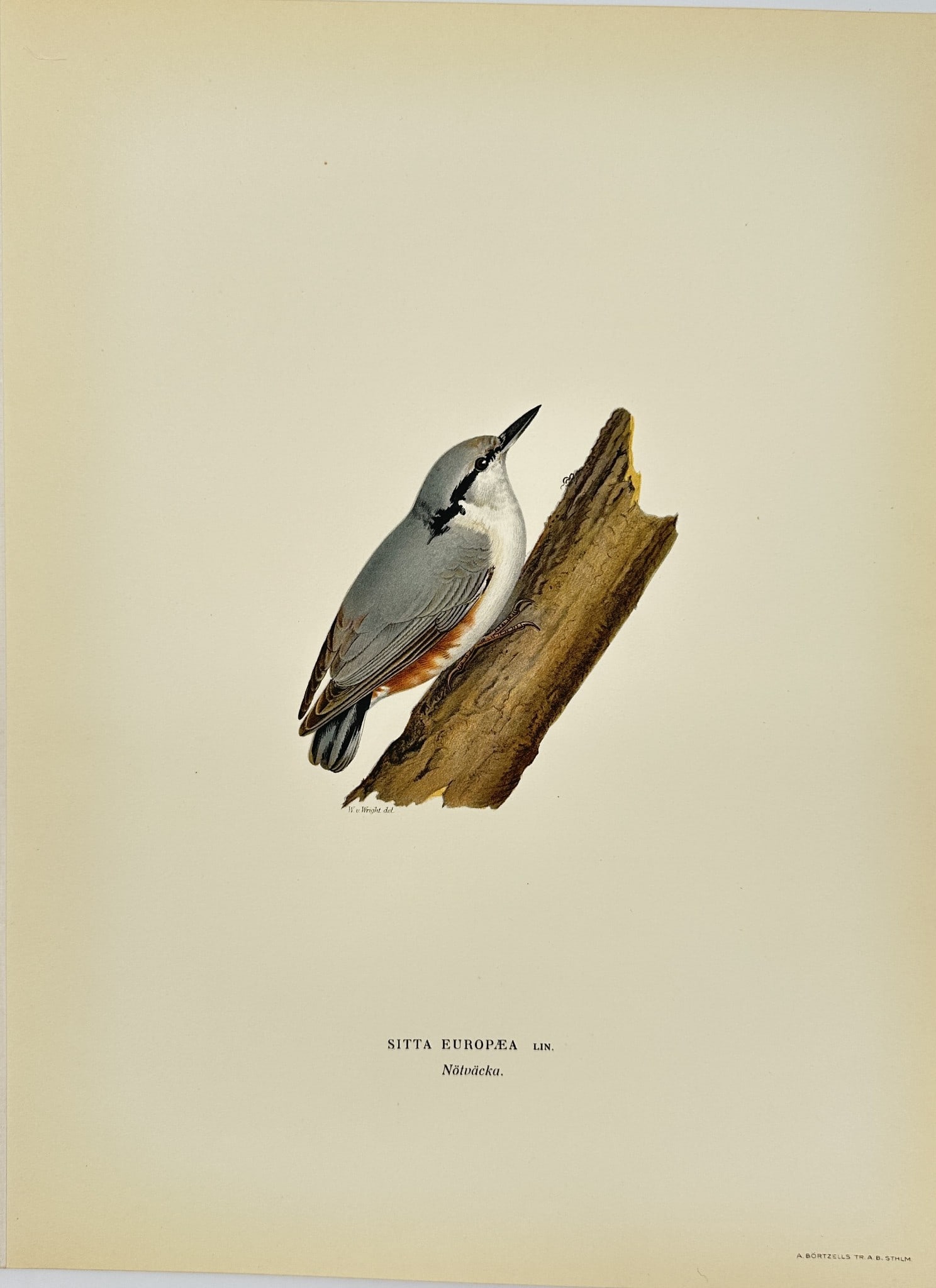Magnus von Wright - Antique Bird Print - Sitta europea - European Nuthatch (1 of 2)