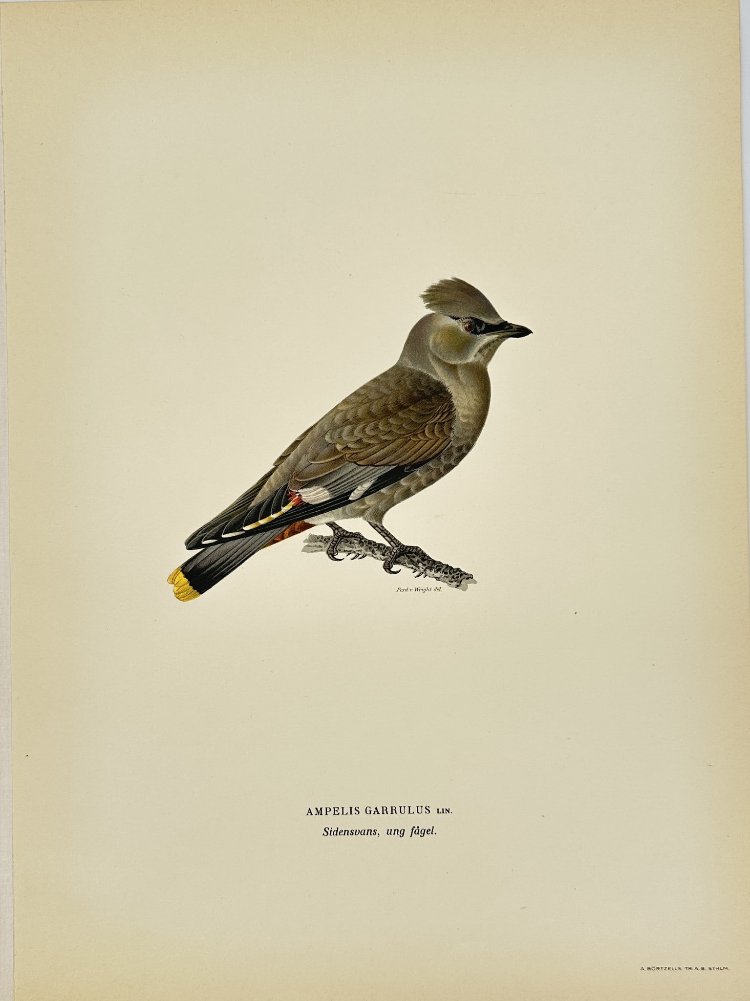 Magnus von Wright - Antique Bird Print - Ampelis garrulus - Bohemian Waxwing: This decorative chromolithography is from Magnus von Wright’s ”Svenska Foglar Efter Naturen Och Pa Stenritade”. The work was published in Stockholm by Algernon Börtzells tryckeri A.B, 1