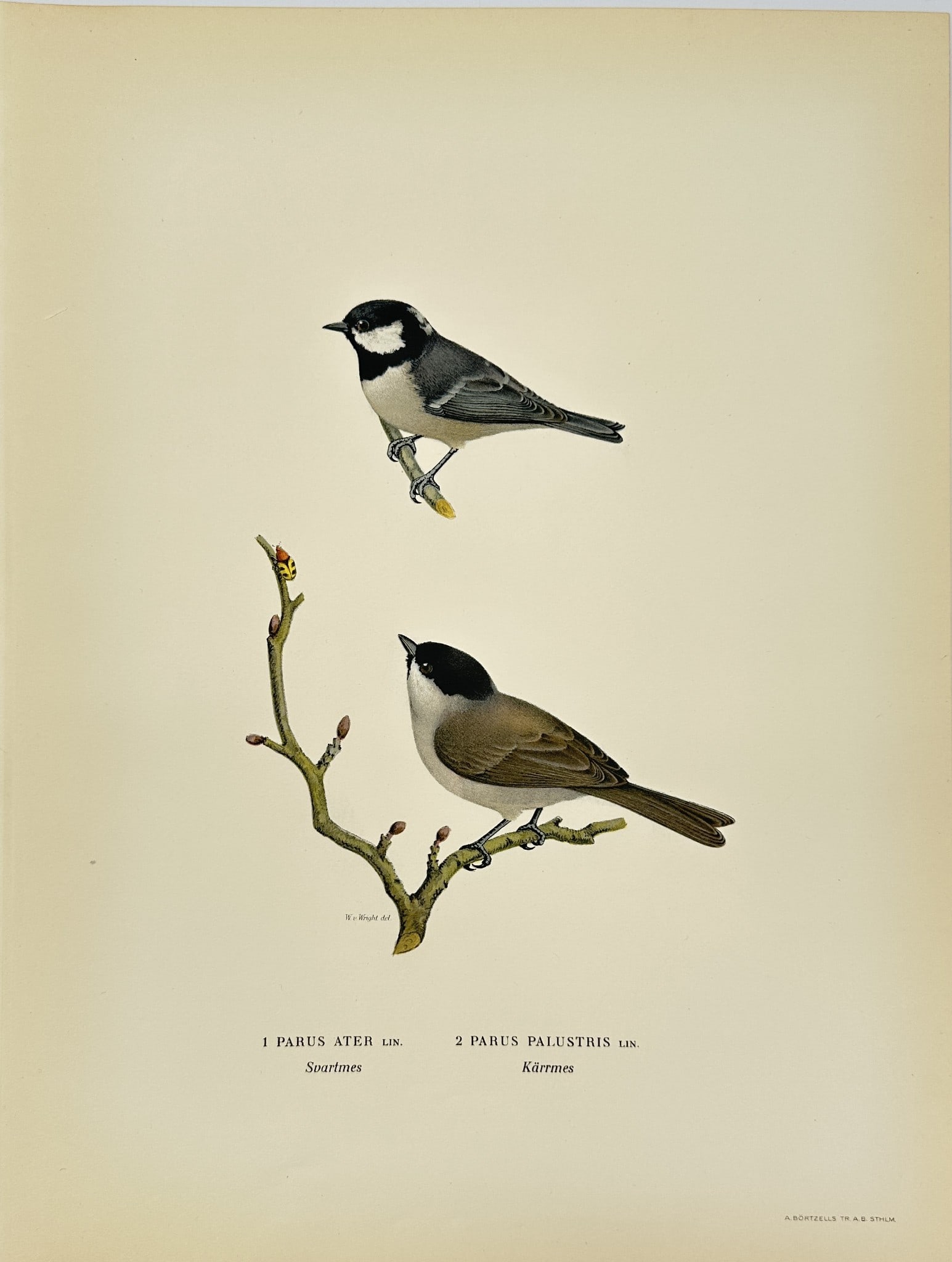 Magnus von Wright - Antique Bird Print - Parus ater - Coal Tit - Parus palustris: This decorative chromolithography is from Magnus von Wright’s ”Svenska Foglar Efter Naturen Och Pa Stenritade”. The work was published in Stockholm by Algernon Börtzells tryckeri A.B, 1