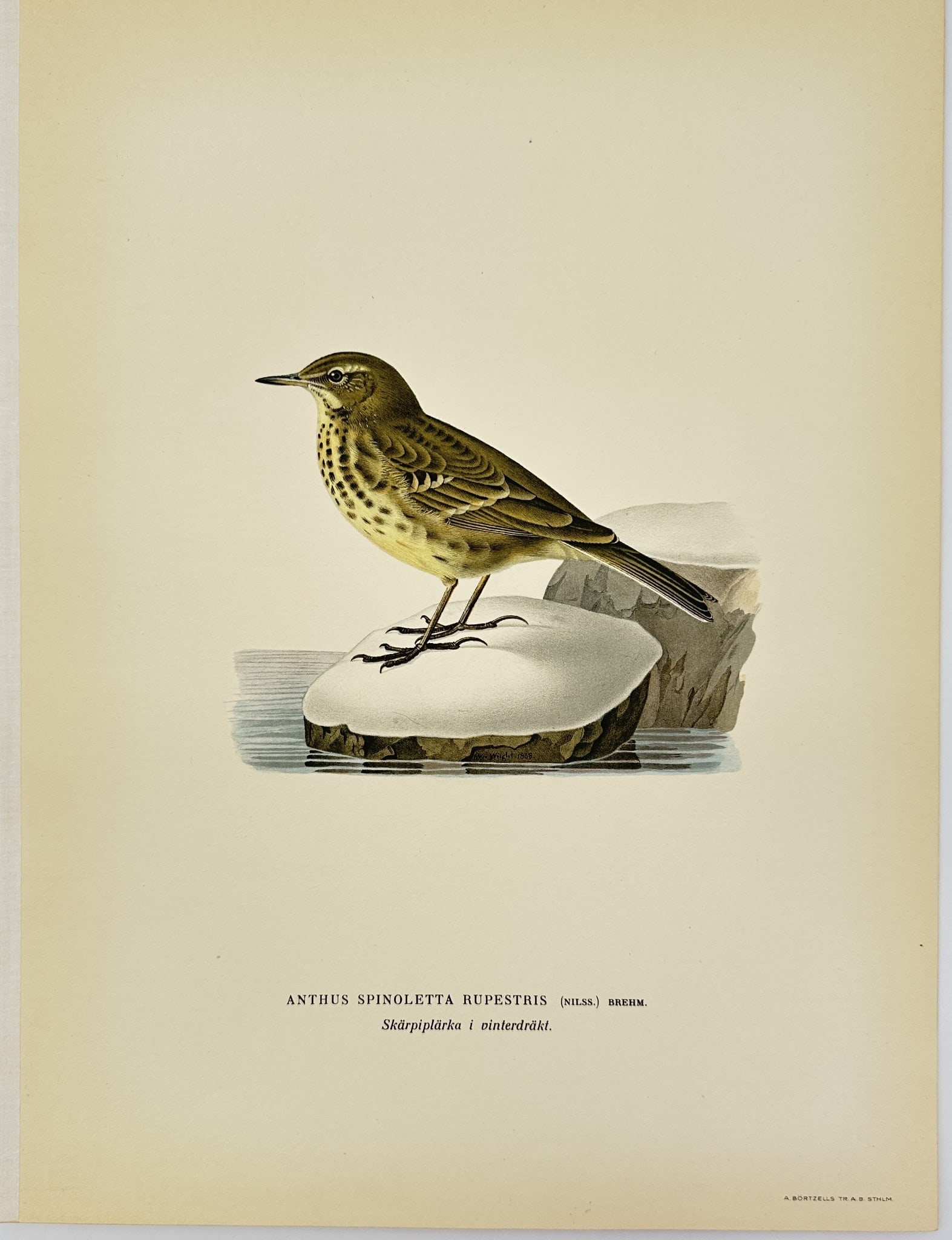 Magnus von Wright - Antique Bird Print - Anthus spinoletta rupestris - Rock Pipit: This decorative chromolithography is from Magnus von Wright’s ”Svenska Foglar Efter Naturen Och Pa Stenritade”. The work was published in Stockholm by Algernon Börtzells tryckeri A.B, 1