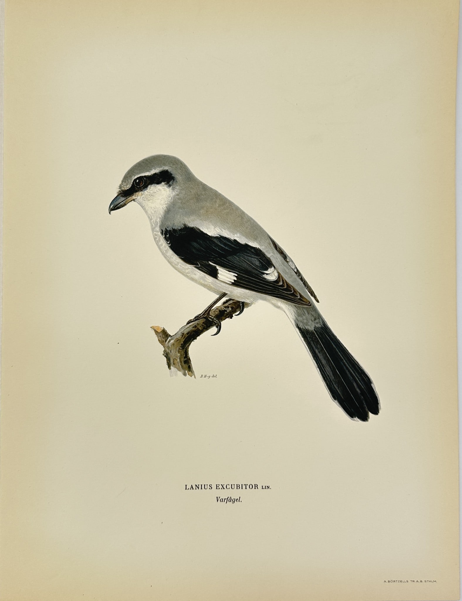 Magnus von Wright - Antique Bird Print - Lanius excubitor - Great Grey Shrike: This decorative chromolithography is from Magnus von Wright’s ”Svenska Foglar Efter Naturen Och Pa Stenritade”. The work was published in Stockholm by Algernon Börtzells tryckeri A.B, 1