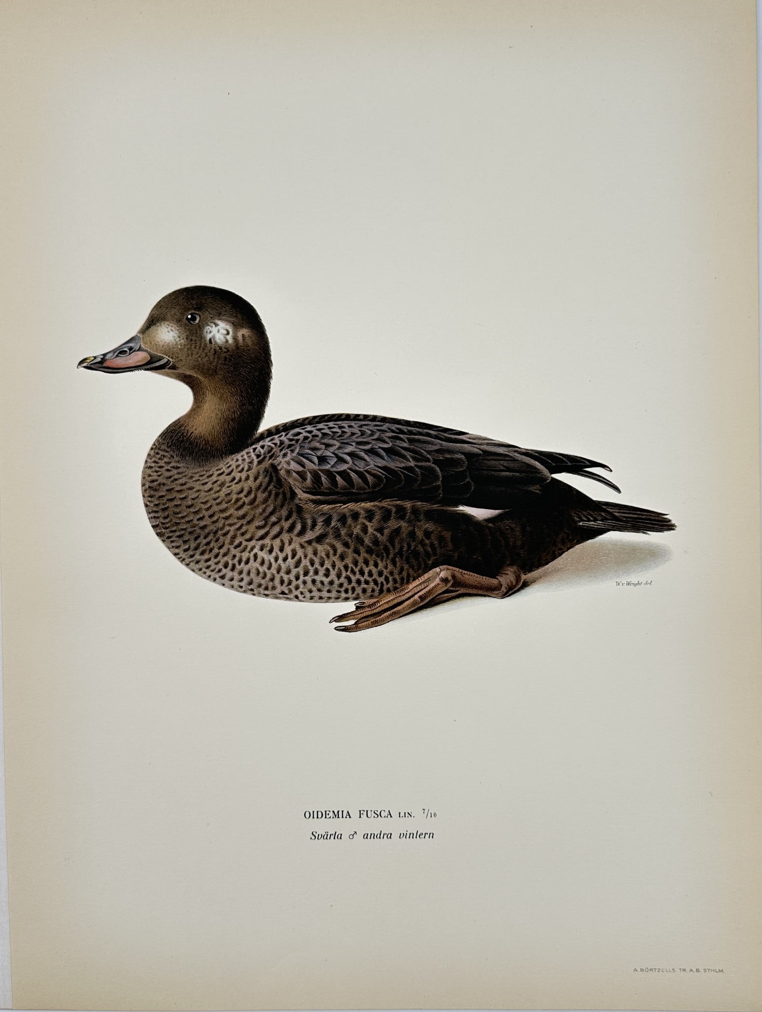 Magnus von Wright - Antique Bird Print - Surf Scoter - Bird - Original: This decorative chromolithography is from Magnus von Wright’s ”Svenska Foglar Efter Naturen Och Pa Stenritade”. The work was published in Stockholm by Algernon Börtzells tryckeri A.B, 1