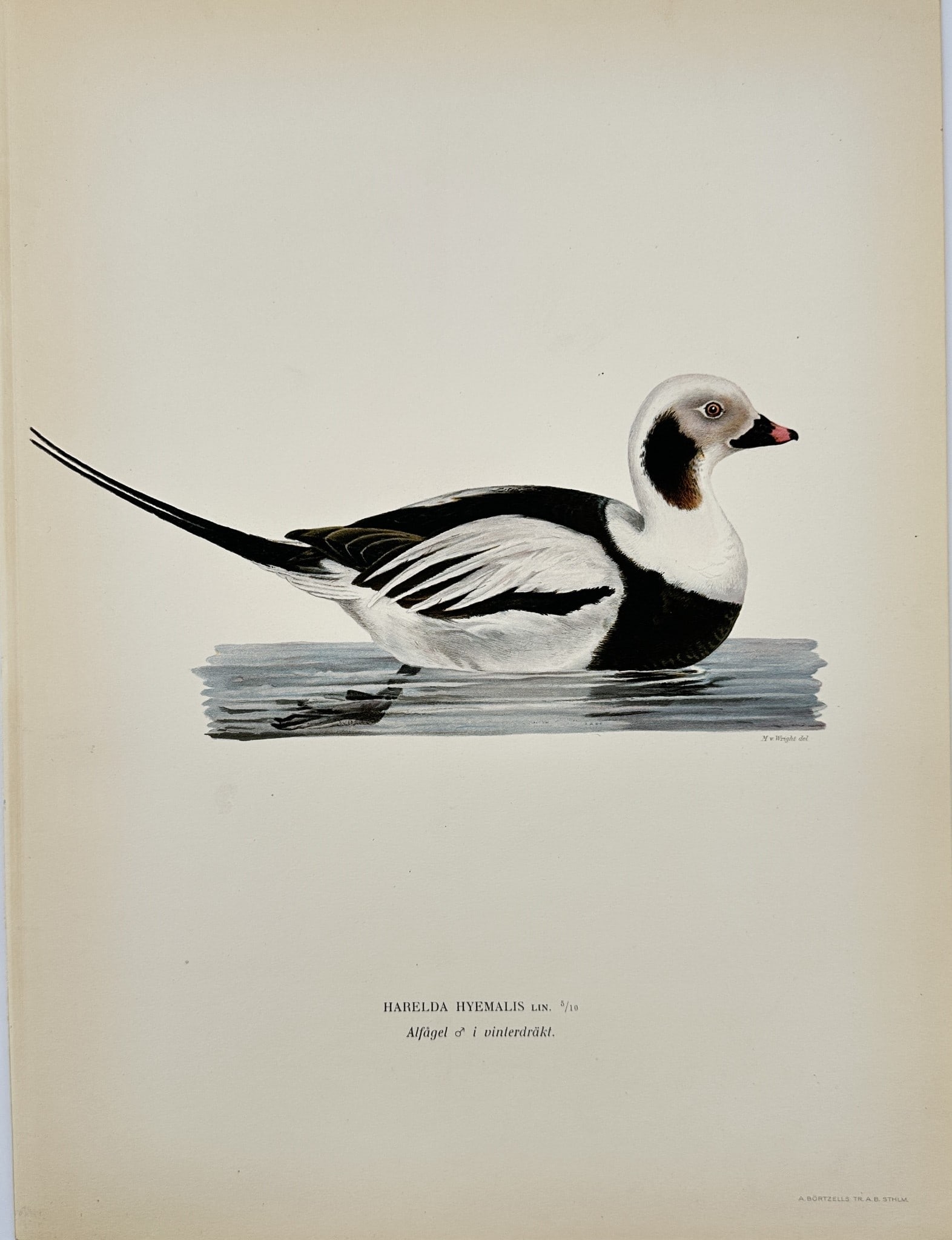 Magnus von Wright - Antique Bird Print - Harelda hyemalis - Long-tailed Duck: This decorative chromolithography is from Magnus von Wright’s ”Svenska Foglar Efter Naturen Och Pa Stenritade”. The work was published in Stockholm by Algernon Börtzells tryckeri A.B, 1