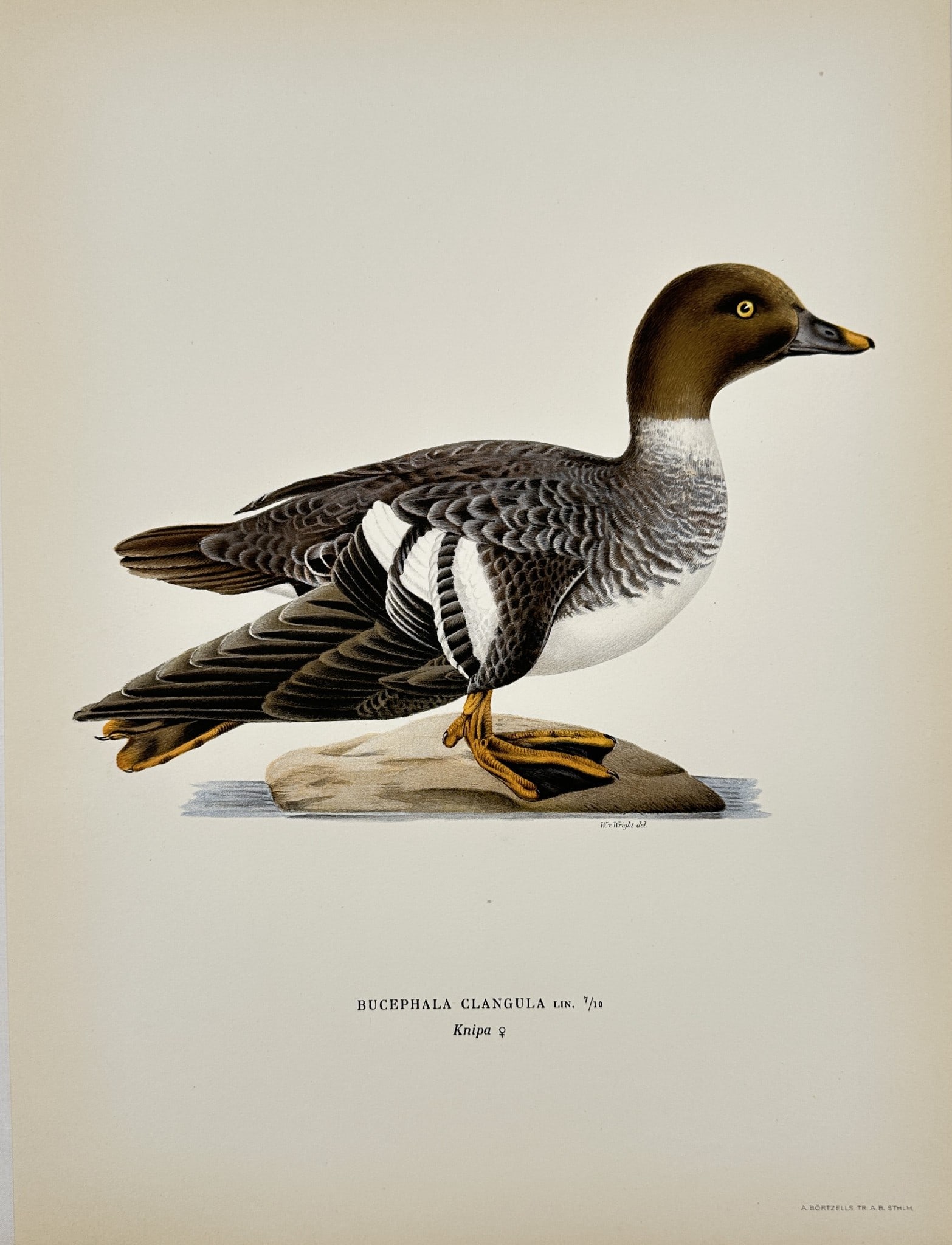 Magnus von Wright - Antique Bird Print - Bucephala clangula - Common Goldeneye: This decorative chromolithography is from Magnus von Wright’s ”Svenska Foglar Efter Naturen Och Pa Stenritade”. The work was published in Stockholm by Algernon Börtzells tryckeri A.B, 1