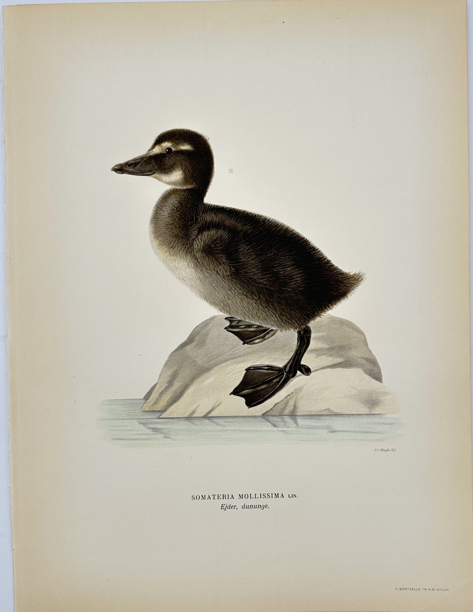 Magnus von Wright - Antique Bird Print - Somateria mollissima - Common Eider - Bird (1 of 2)