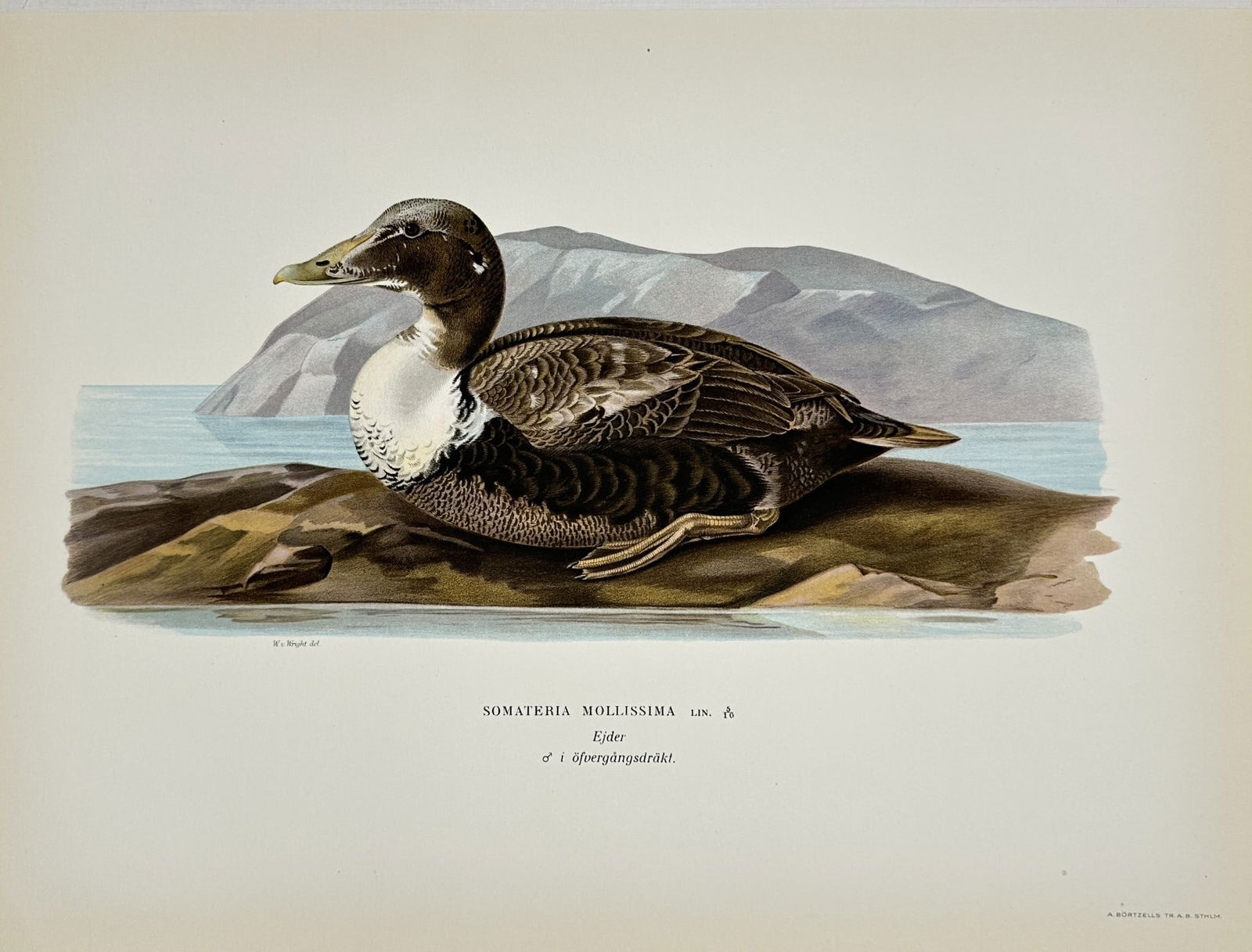 Magnus von Wright - Antique Bird Print - Somateria mollissima - Common Eider - Bird (1 of 2)