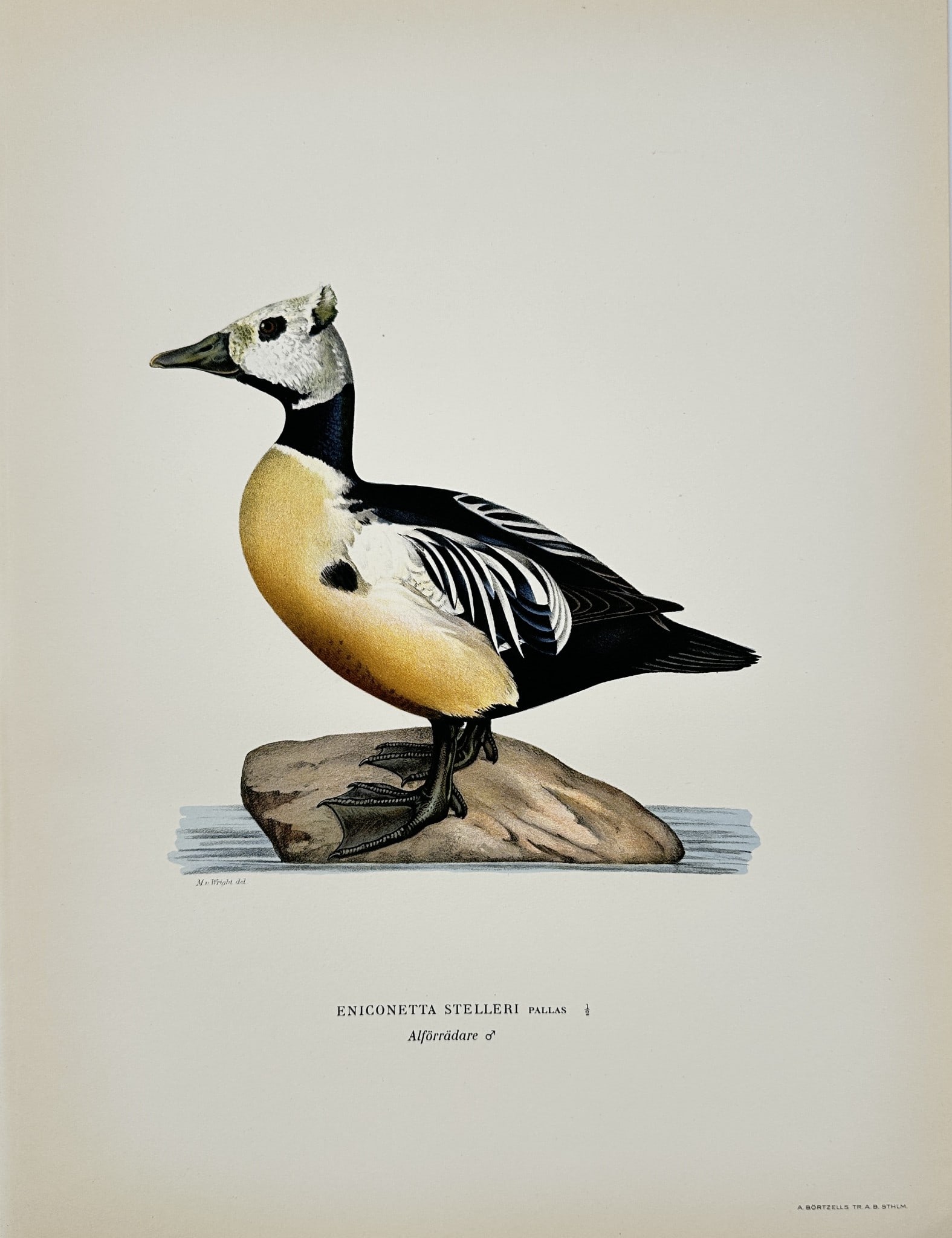 Magnus von Wright - Antique Bird Print - Eniconetta stelleri - Steller's Eider - Bird (1 of 2)
