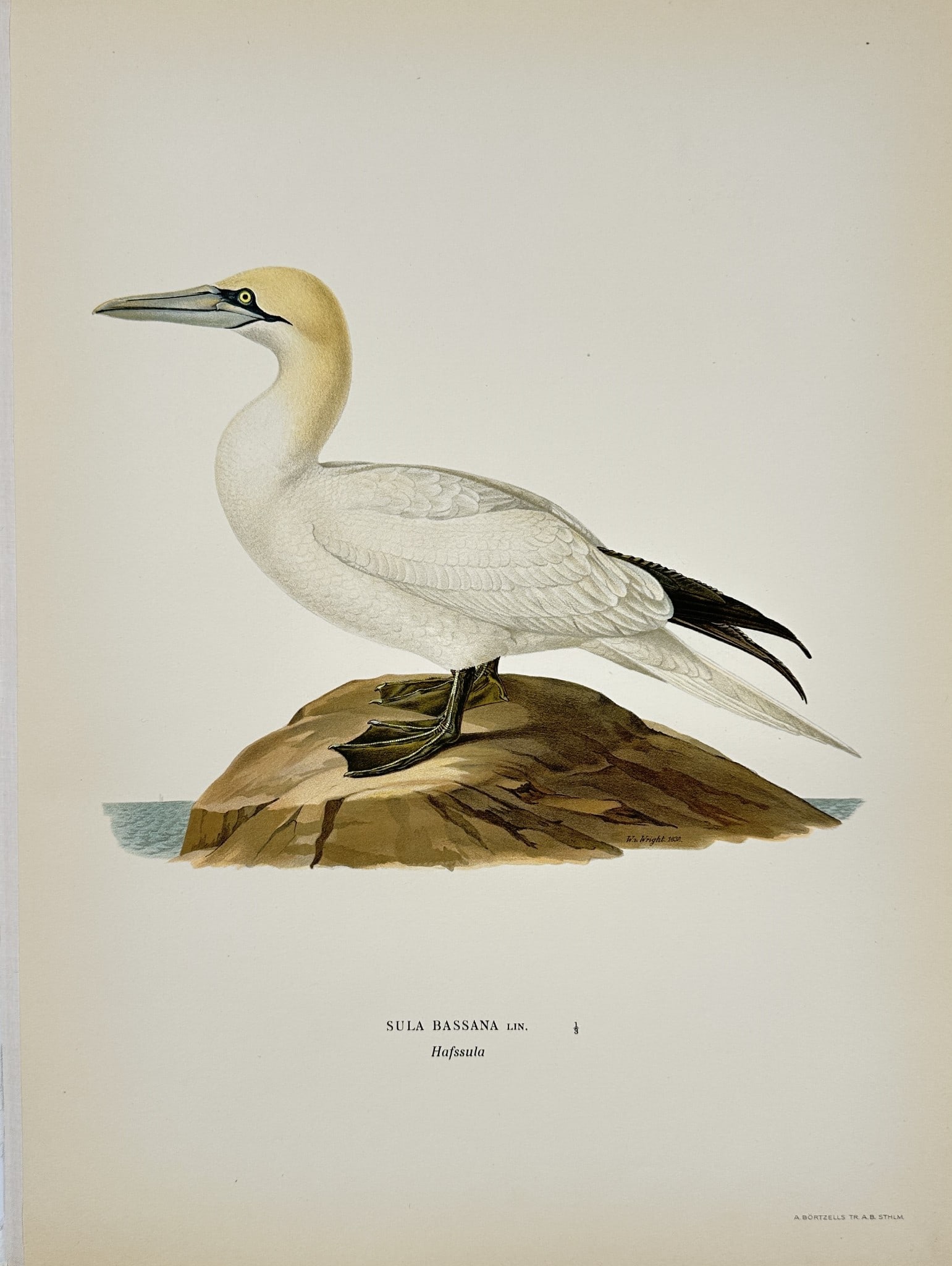 Magnus von Wright - Antique Bird Print - Sula bassana - Northern Gannet - Original (1 of 2)