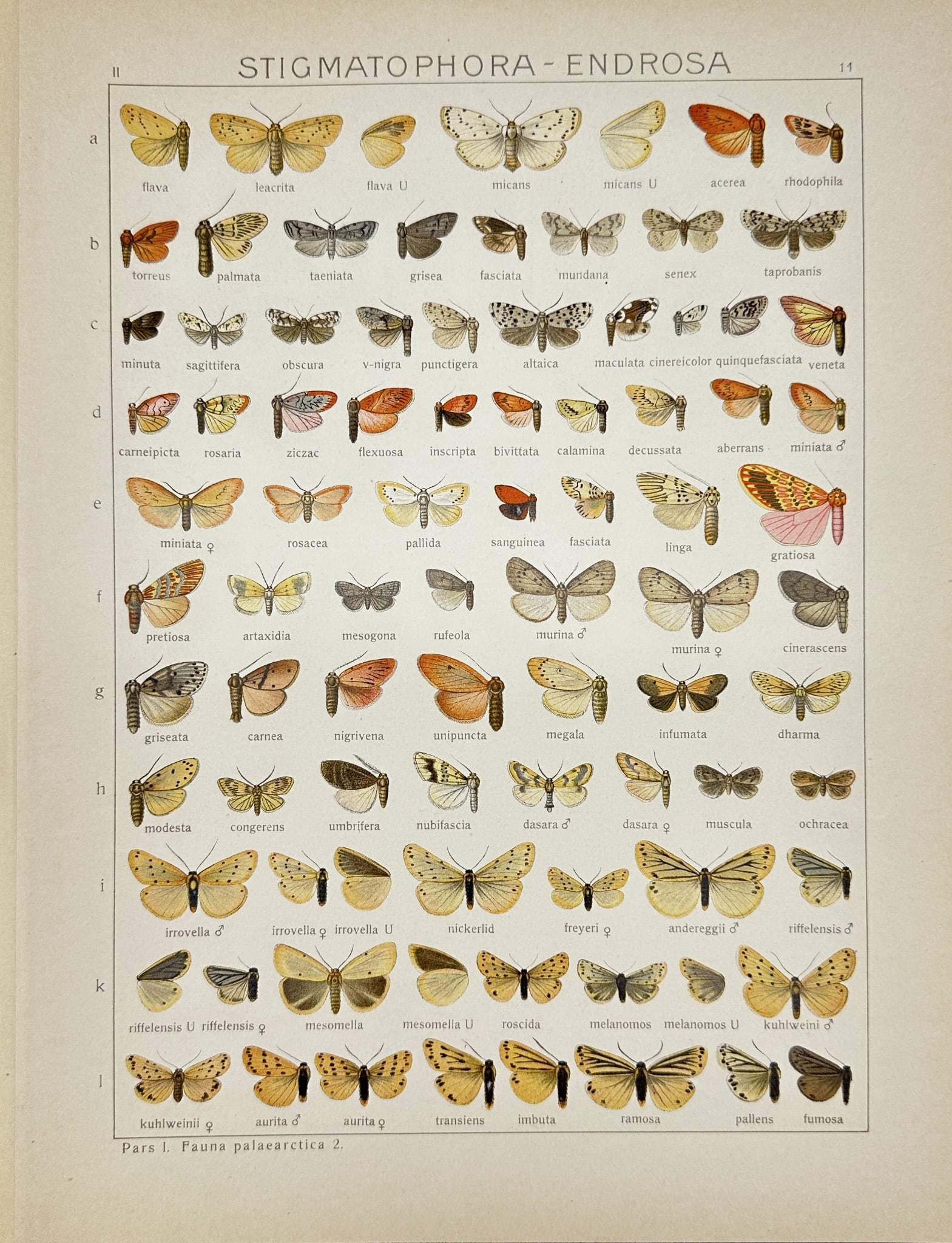 Antique scientific Illustration - Insect -Stigmatophora endrosa - Erebidae: This vibrant chromolithography is from Adalbert Seitz’s "Die Gross-Schmetterlinge der Erde". The work was published in Stuttgart by Fritz Lehmann's Verlag, 1909–15. Adalbert Seitz (1860–1938) wa