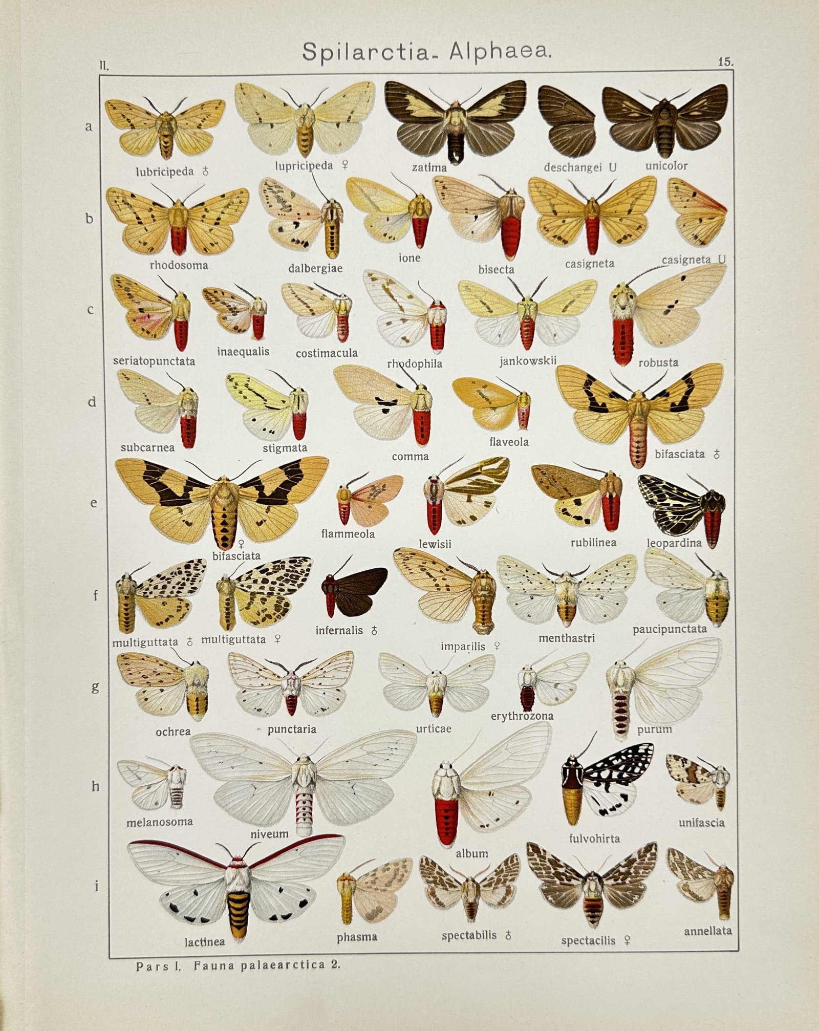 Antique scientific Illustration - Insect - Spilarctia alphaea - Erebidae family: This vibrant chromolithography is from Adalbert Seitz’s "Die Gross-Schmetterlinge der Erde". The work was published in Stuttgart by Fritz Lehmann's Verlag, 1909–15. Adalbert Seitz (1860–1938) wa