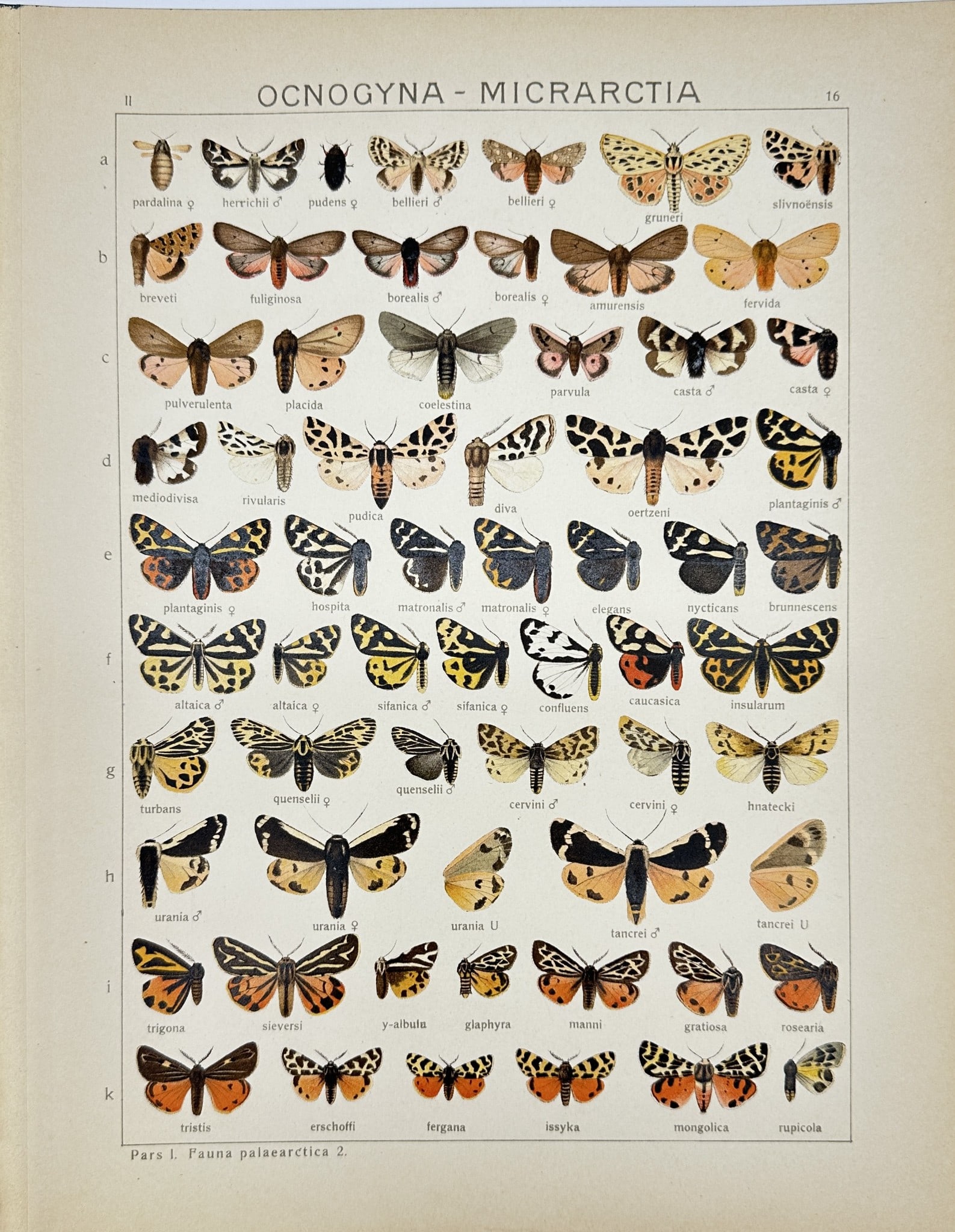 Antique scientific Illustration - Insect - Ocnogyna micrarctia - Erebidae family: This vibrant chromolithography is from Adalbert Seitz’s "Die Gross-Schmetterlinge der Erde". The work was published in Stuttgart by Fritz Lehmann's Verlag, 1909–15. Adalbert Seitz (1860–1938) wa