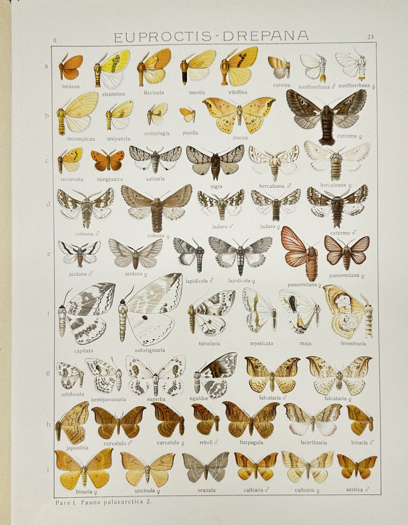 Antique scientific Illustration - Insect - Euproctis drepana - Lymantriidae: This vibrant chromolithography is from Adalbert Seitz’s "Die Gross-Schmetterlinge der Erde". The work was published in Stuttgart by Fritz Lehmann's Verlag, 1909–15. Adalbert Seitz (1860–1938) wa