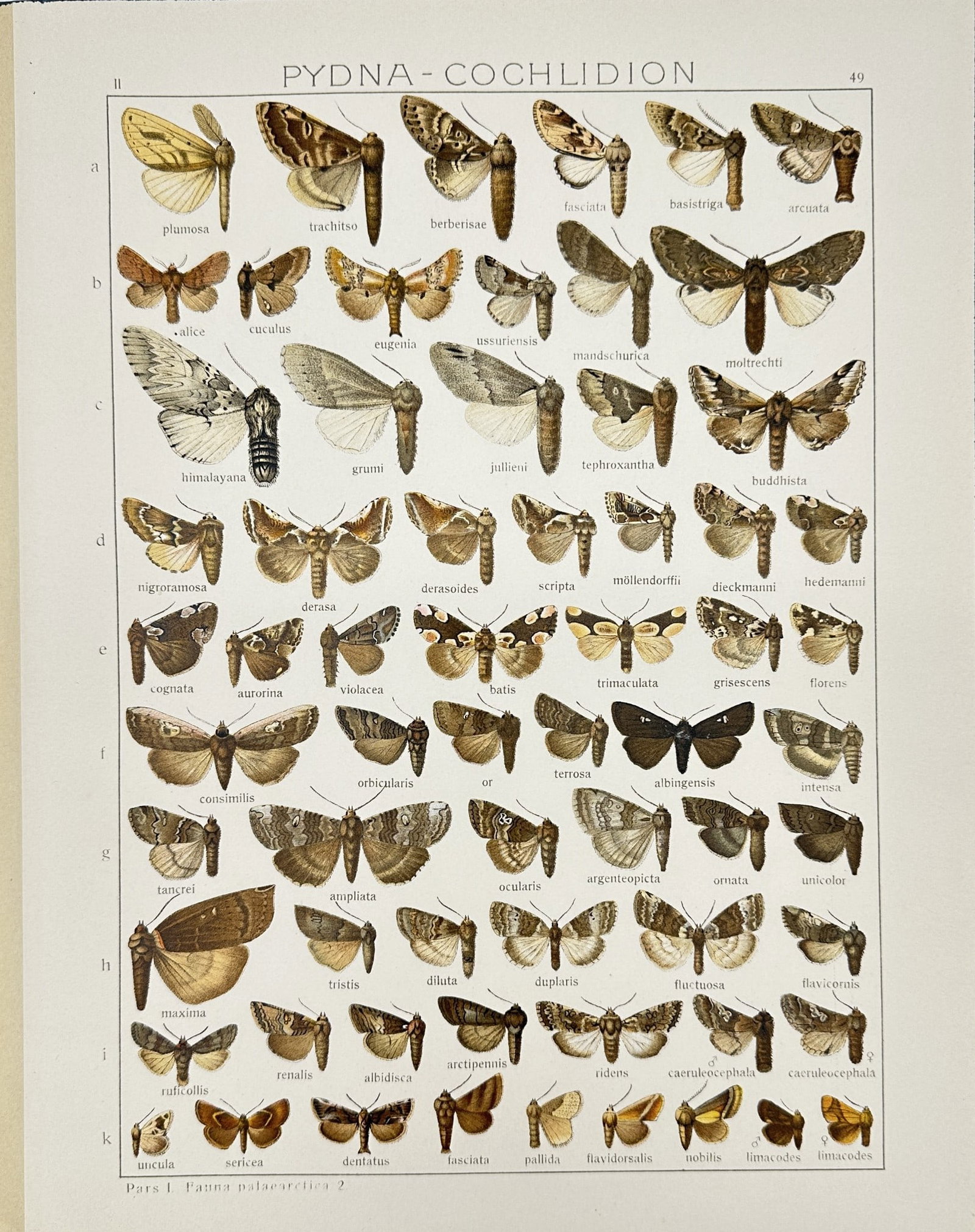 19th Century Natural History - Entomology Butterfly - Pydna cochlidion - Fauna: This vibrant chromolithography is from Adalbert Seitz’s "Die Gross-Schmetterlinge der Erde". The work was published in Stuttgart by Fritz Lehmann's Verlag, 1909–15. Adalbert Seitz (1860–1938) wa