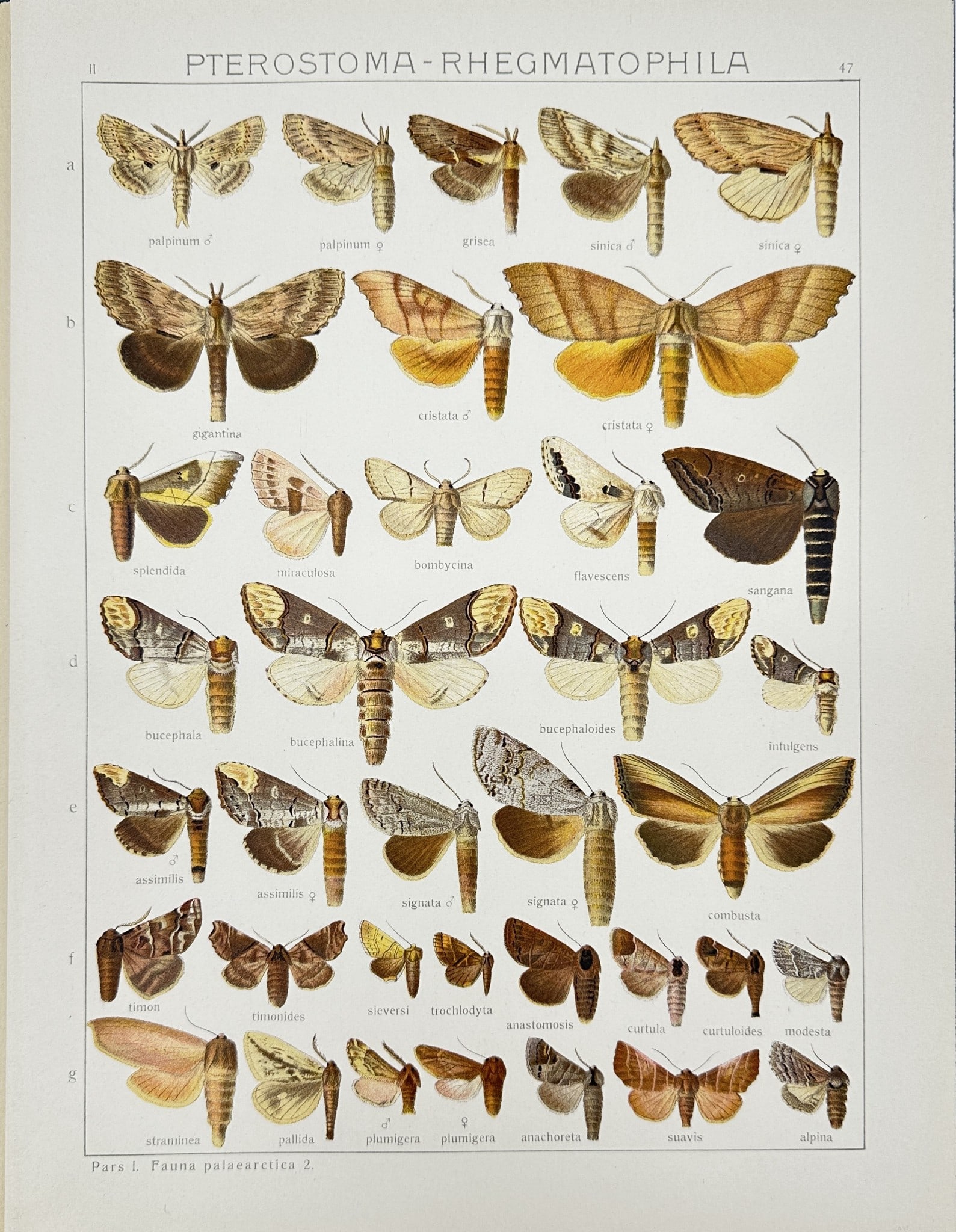 19th Century Natural History - Entomology Butterfly - Pterostoma phegmatophila: This vibrant chromolithography is from Adalbert Seitz’s "Die Gross-Schmetterlinge der Erde". The work was published in Stuttgart by Fritz Lehmann's Verlag, 1909–15. Adalbert Seitz (1860–1938) wa