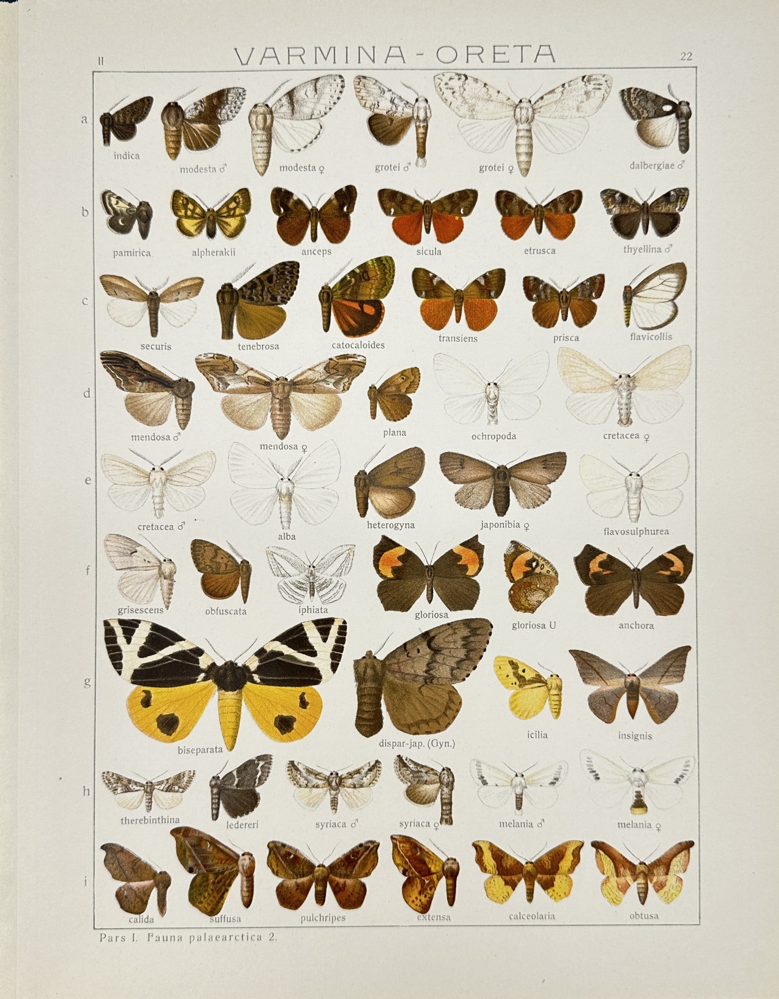 Antique scientific Illustration - Insect - Varmina oreta - Erebidae family: This vibrant chromolithography is from Adalbert Seitz’s "Die Gross-Schmetterlinge der Erde". The work was published in Stuttgart by Fritz Lehmann's Verlag, 1909–15. Adalbert Seitz (1860–1938) wa