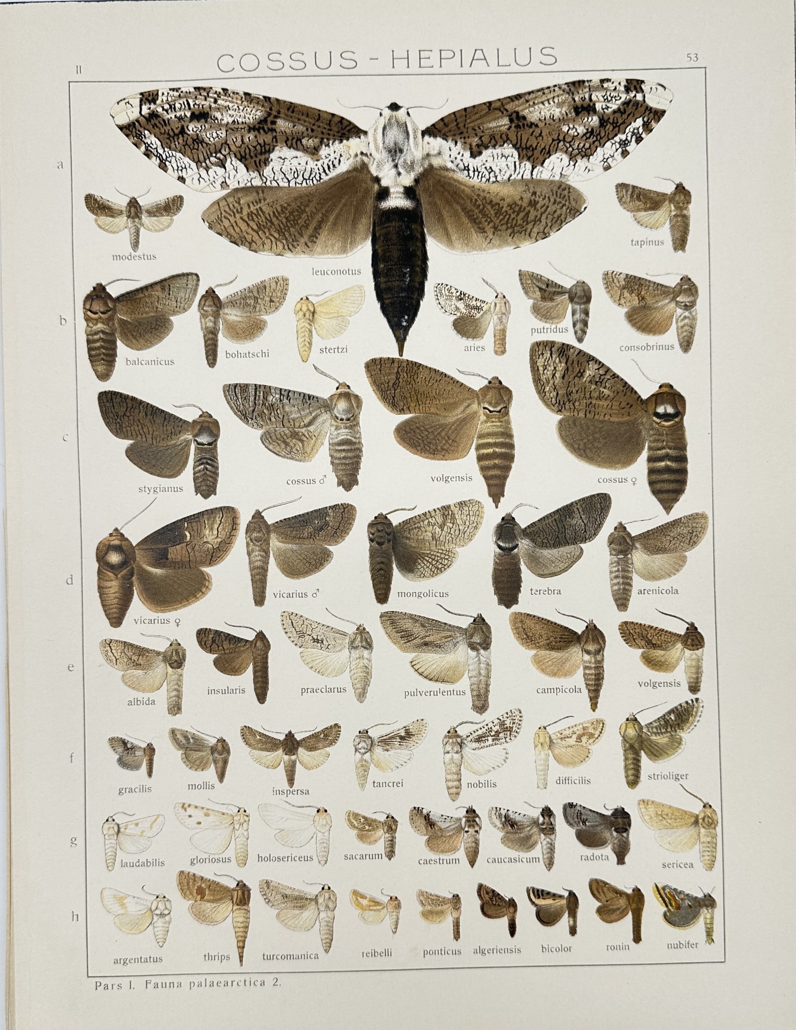 19th Century Natural History - Entomology Butterfly - Cossus Hepialus - Insect: This vibrant chromolithography is from Adalbert Seitz’s "Die Gross-Schmetterlinge der Erde". The work was published in Stuttgart by Fritz Lehmann's Verlag, 1909–15. Adalbert Seitz (1860–1938) wa