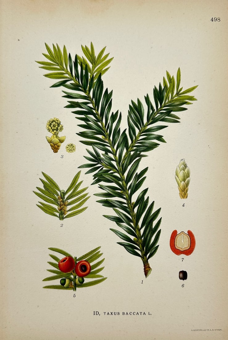 Carl Lindman - Antique Botanical Print - English Yew - Taxus Baccata (1 of 2)